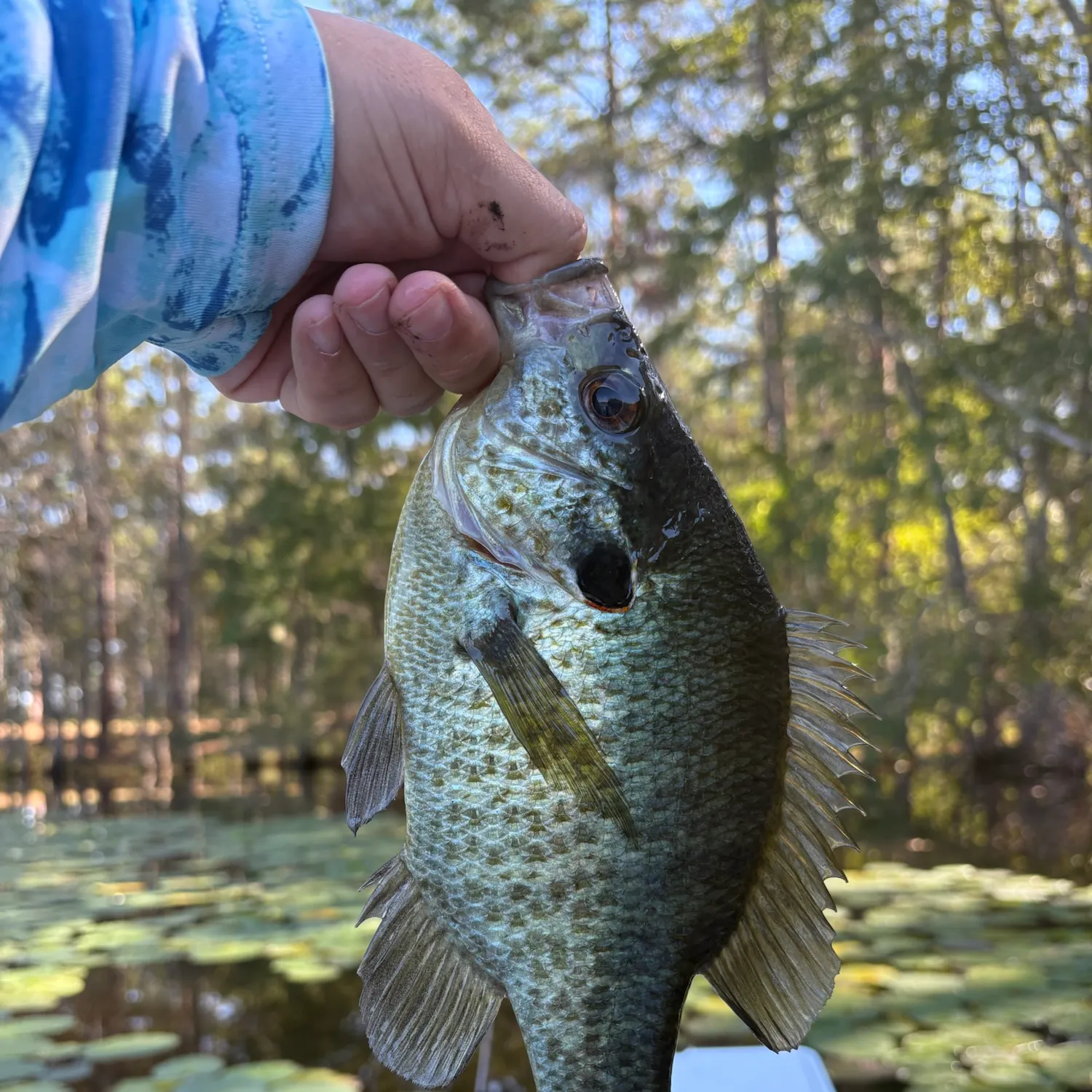 Redear sunfish caught on Fishbrain