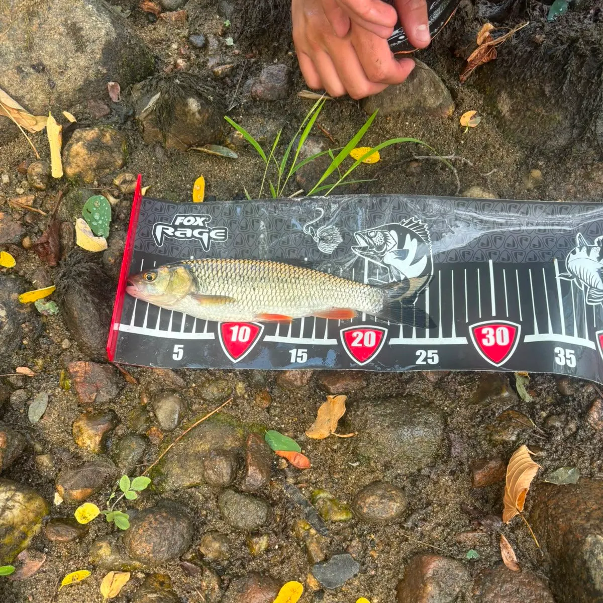 European chub caught on Fishbrain