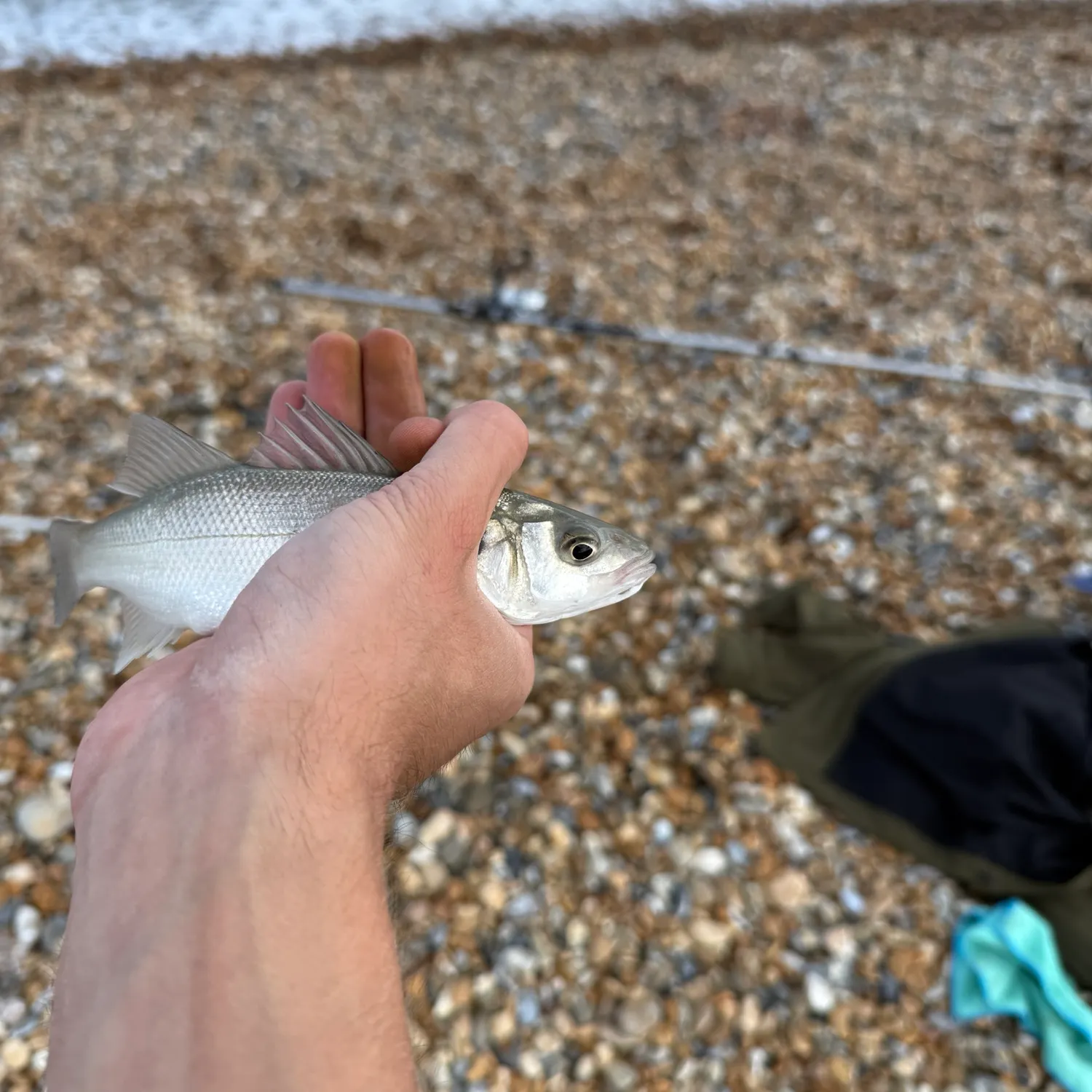 European seabass caught on Fishbrain