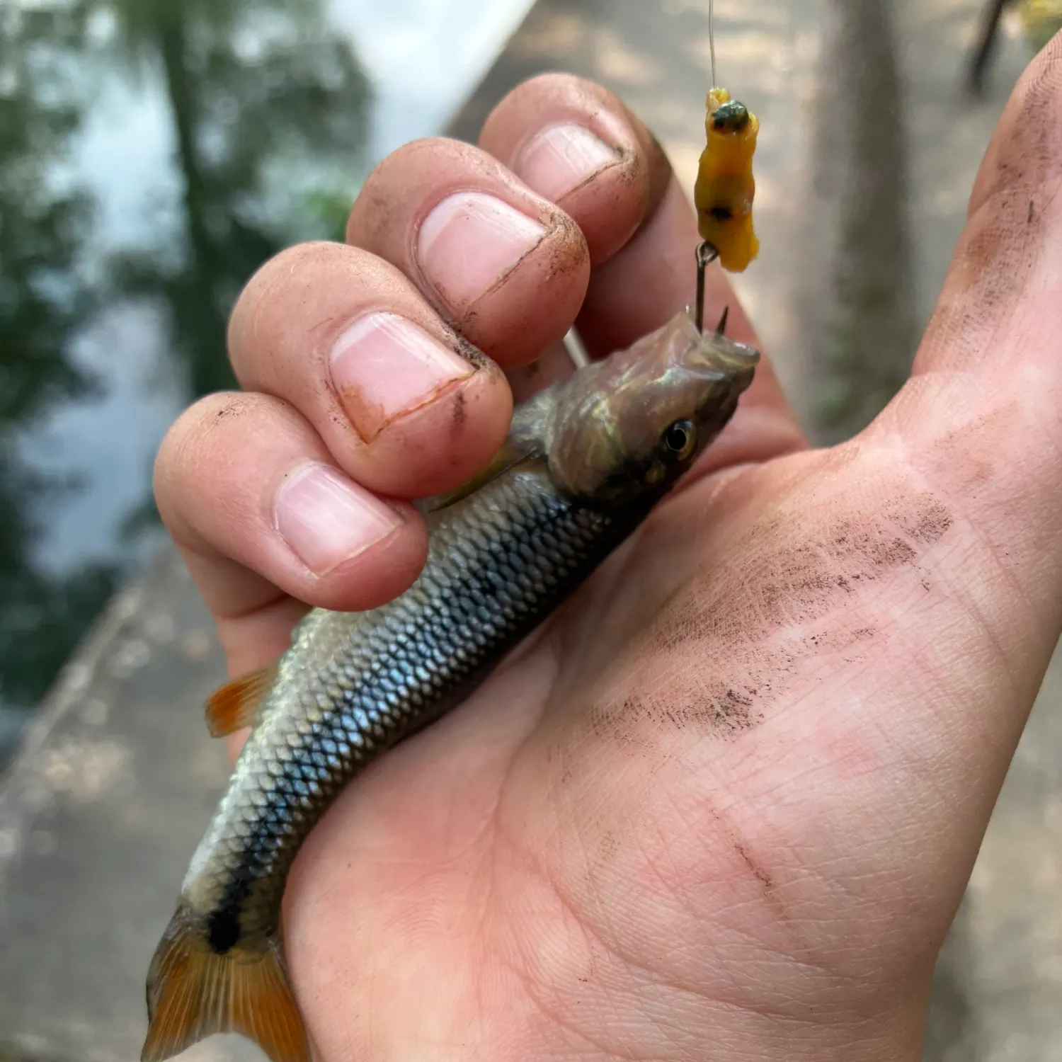 Creek chub caught on Fishbrain