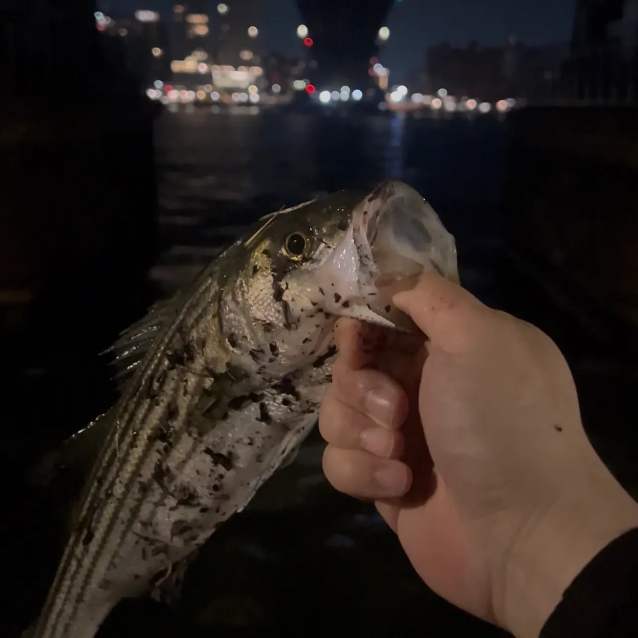 The most recent Striped bass catches on Fishbrain