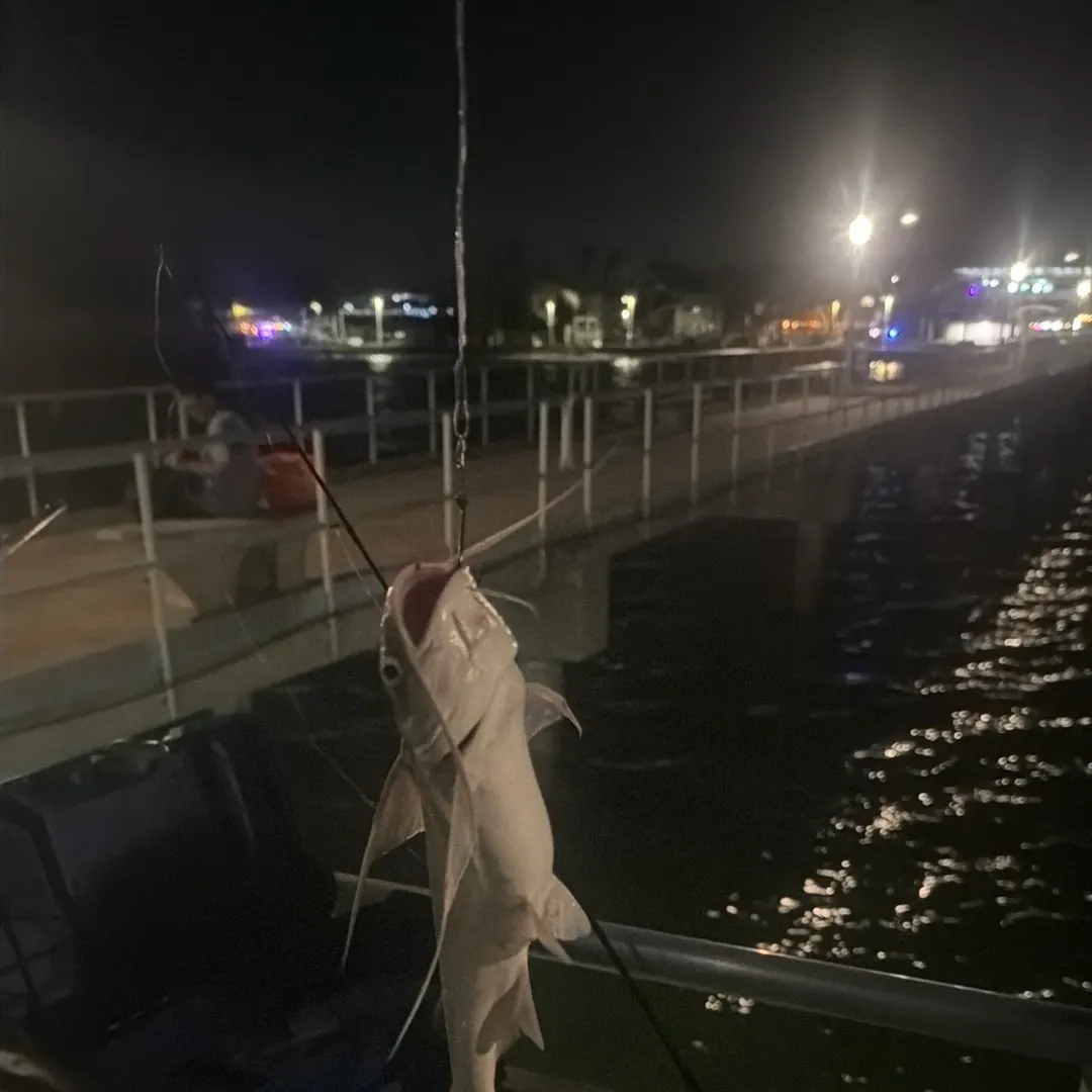 Gafftopsail sea catfish caught on Fishbrain