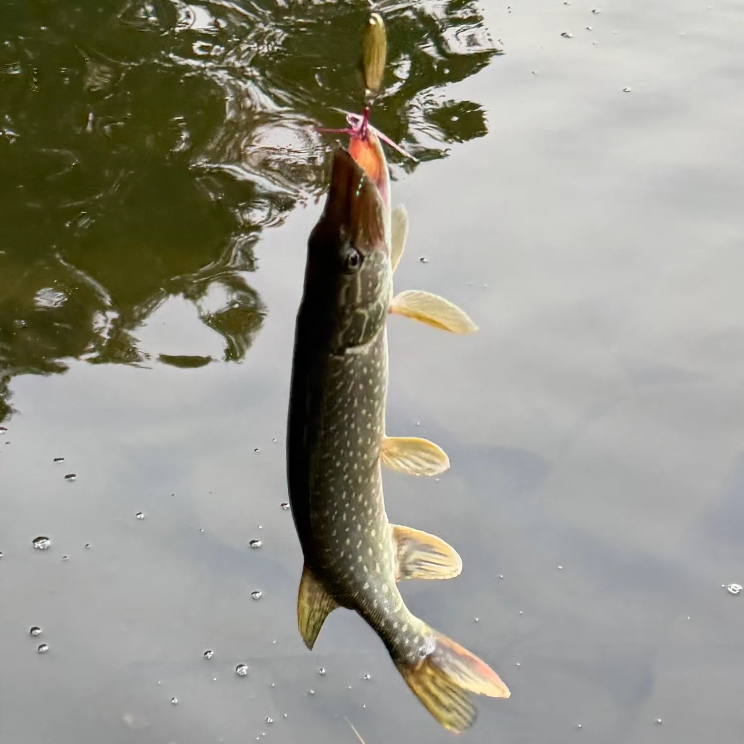 Northern pike caught on Fishbrain