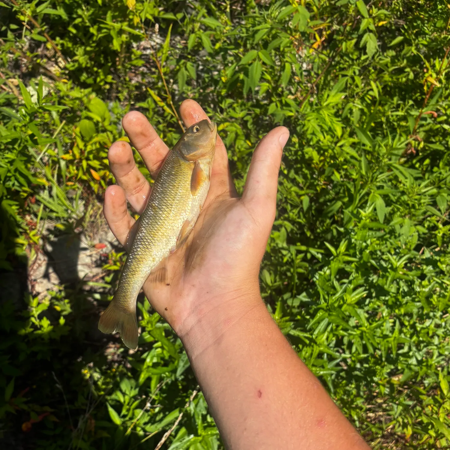 Creek chub caught on Fishbrain
