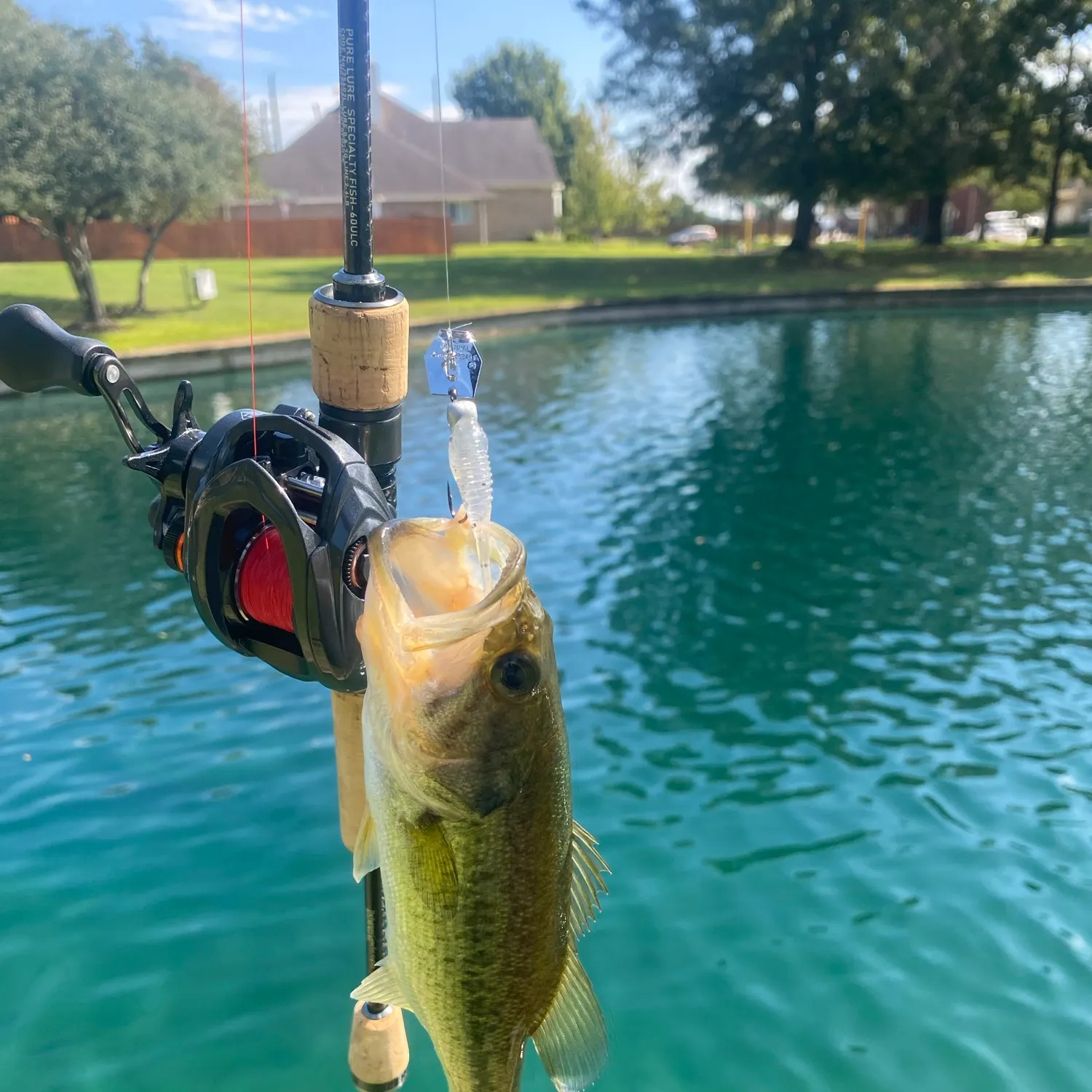 Largemouth bass caught on Fishbrain