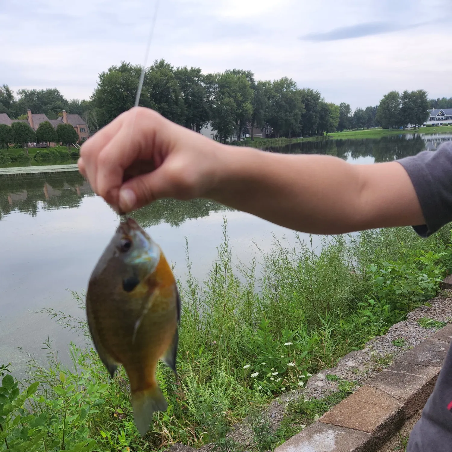 Bluegill caught on Fishbrain