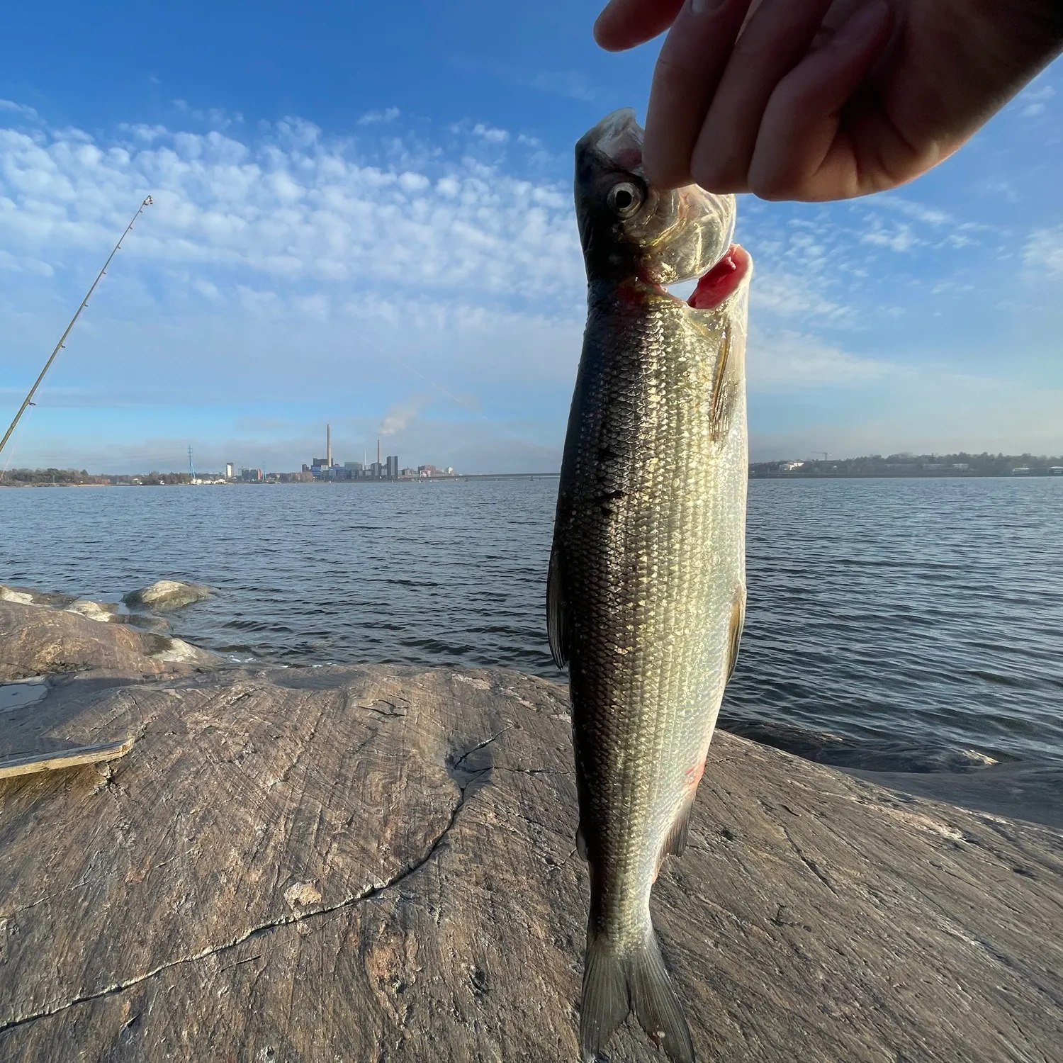 The most recent Lake whitefish catches on Fishbrain