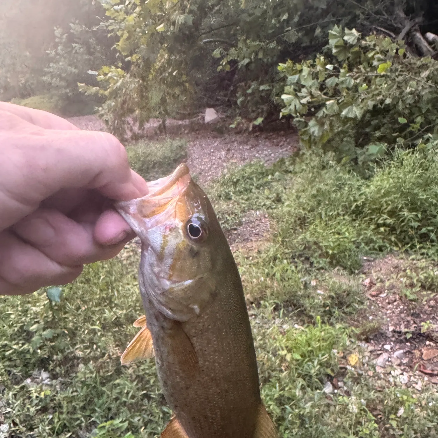 Smallmouth bass caught on Fishbrain