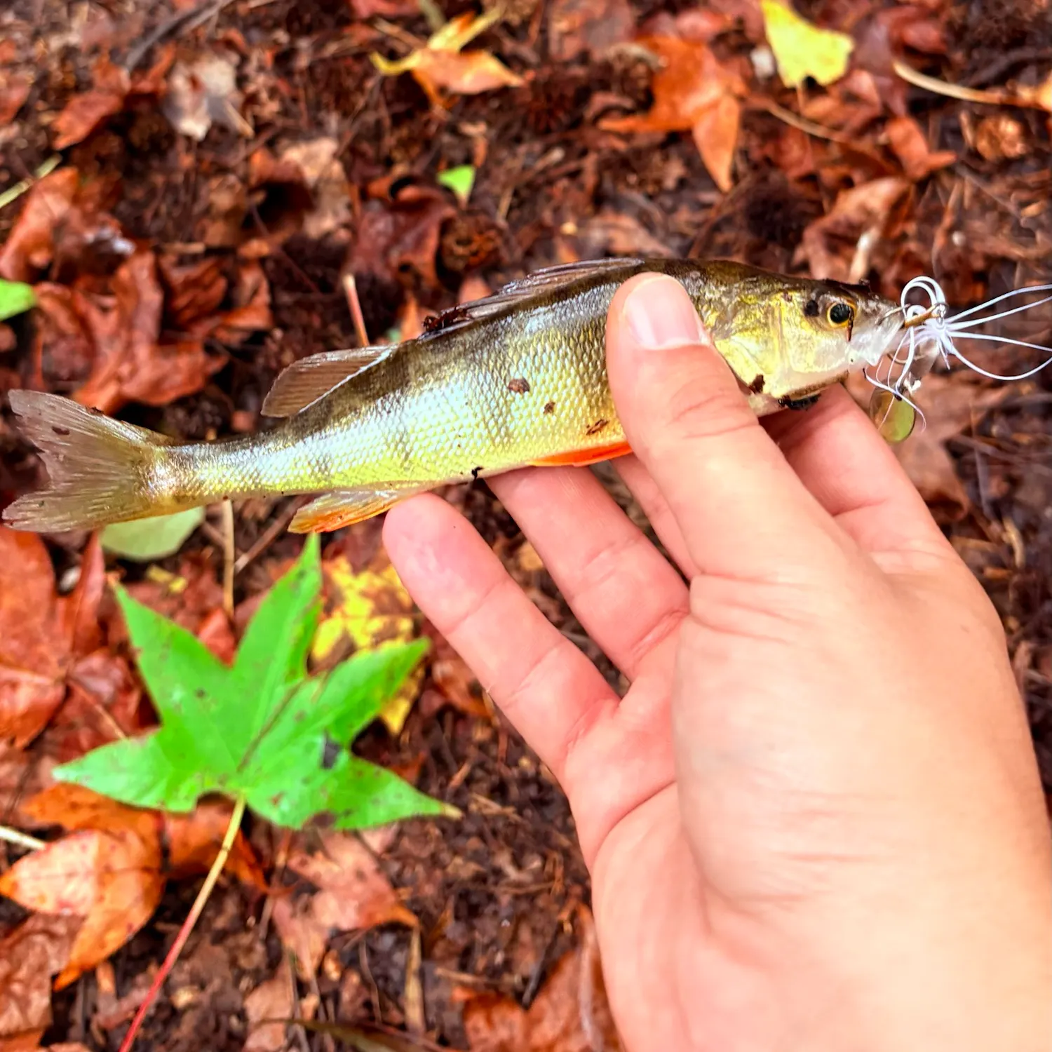 Yellow perch caught on Fishbrain