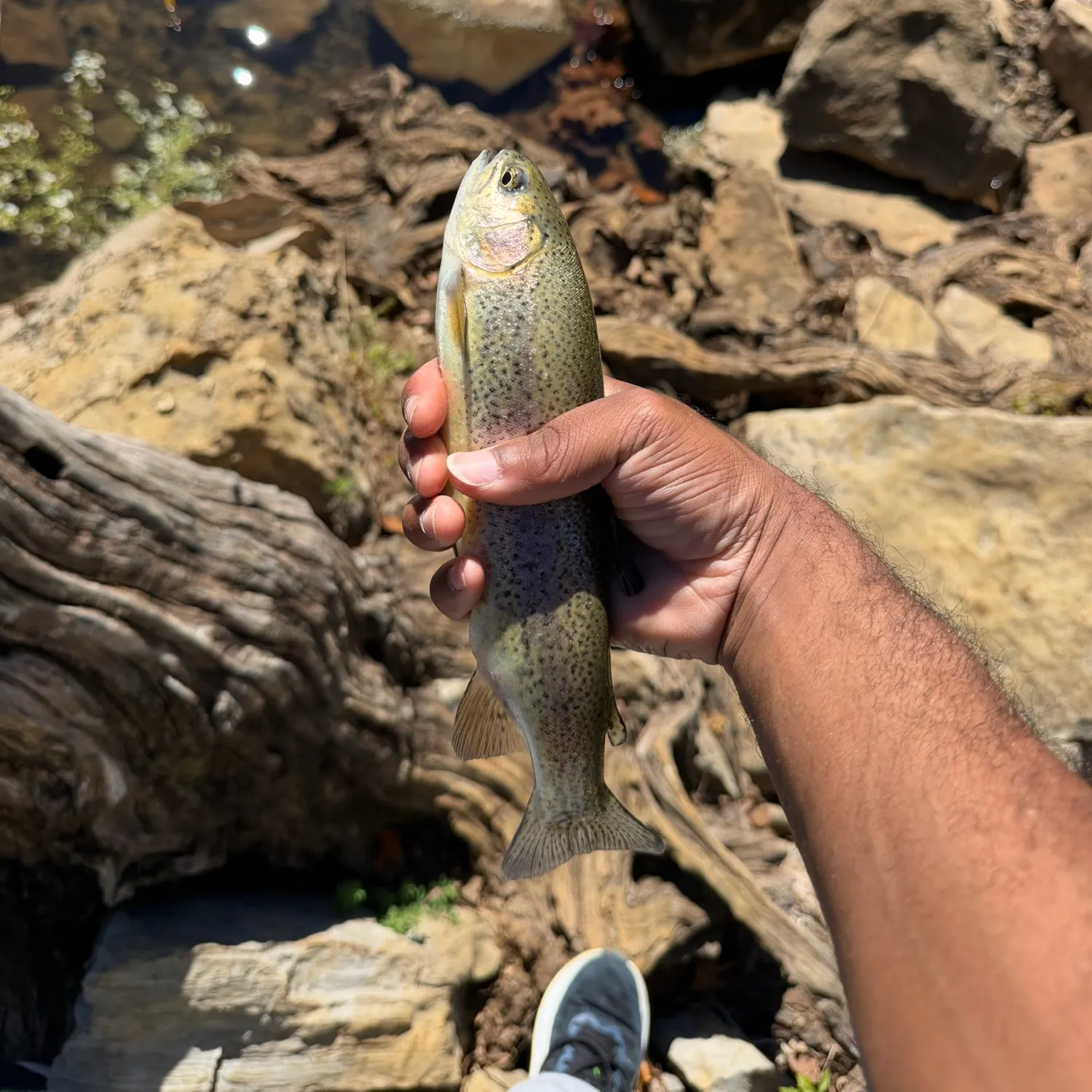 Rainbow trout caught on Fishbrain