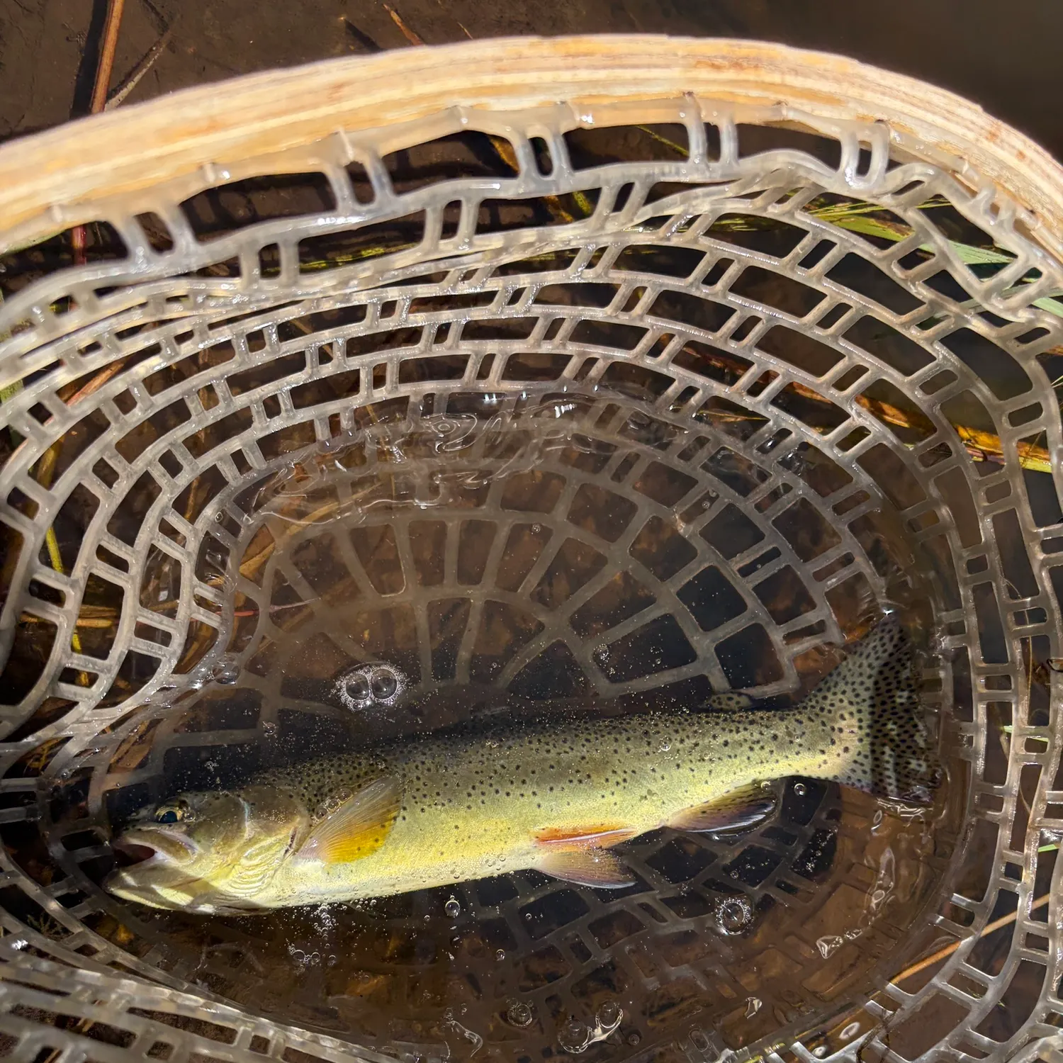 Apache trout caught on Fishbrain
