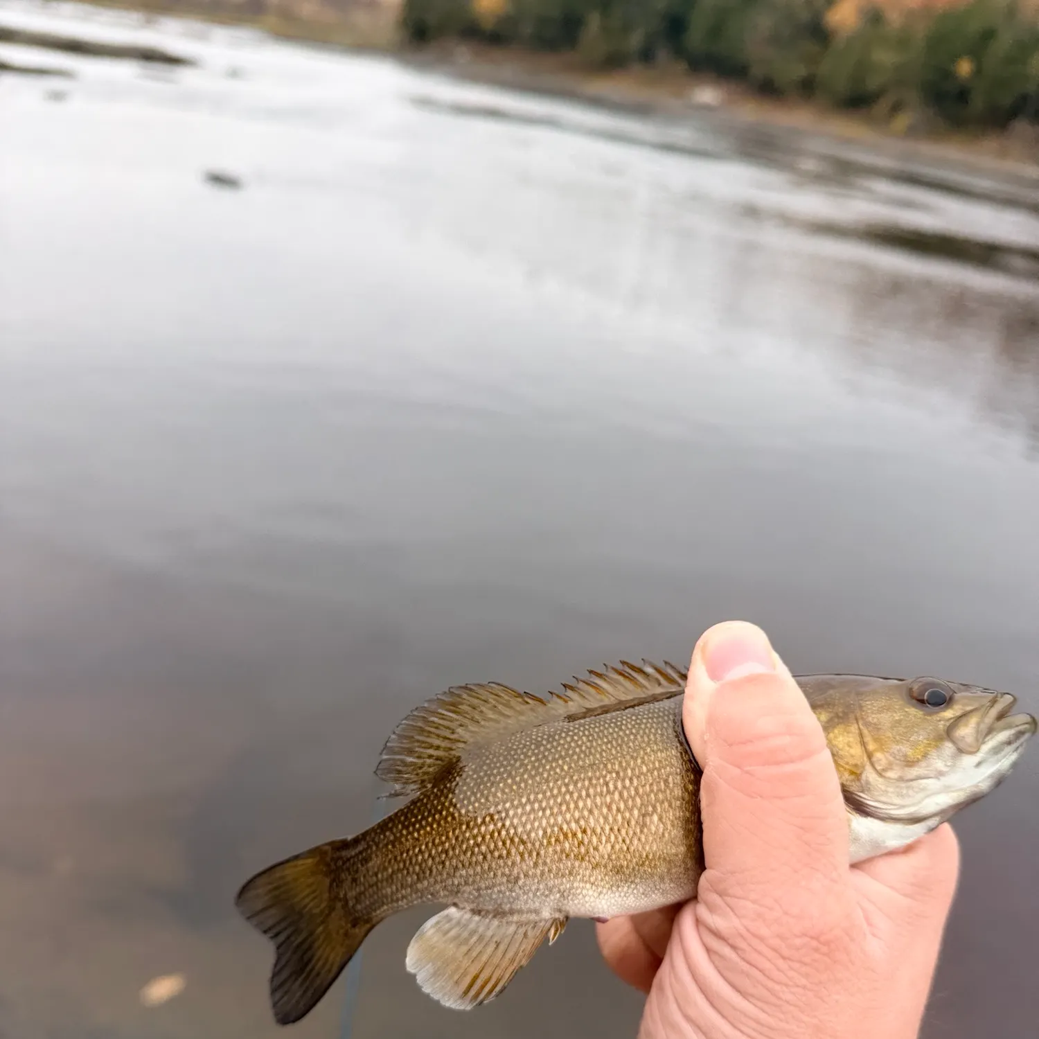 Smallmouth bass caught on Fishbrain