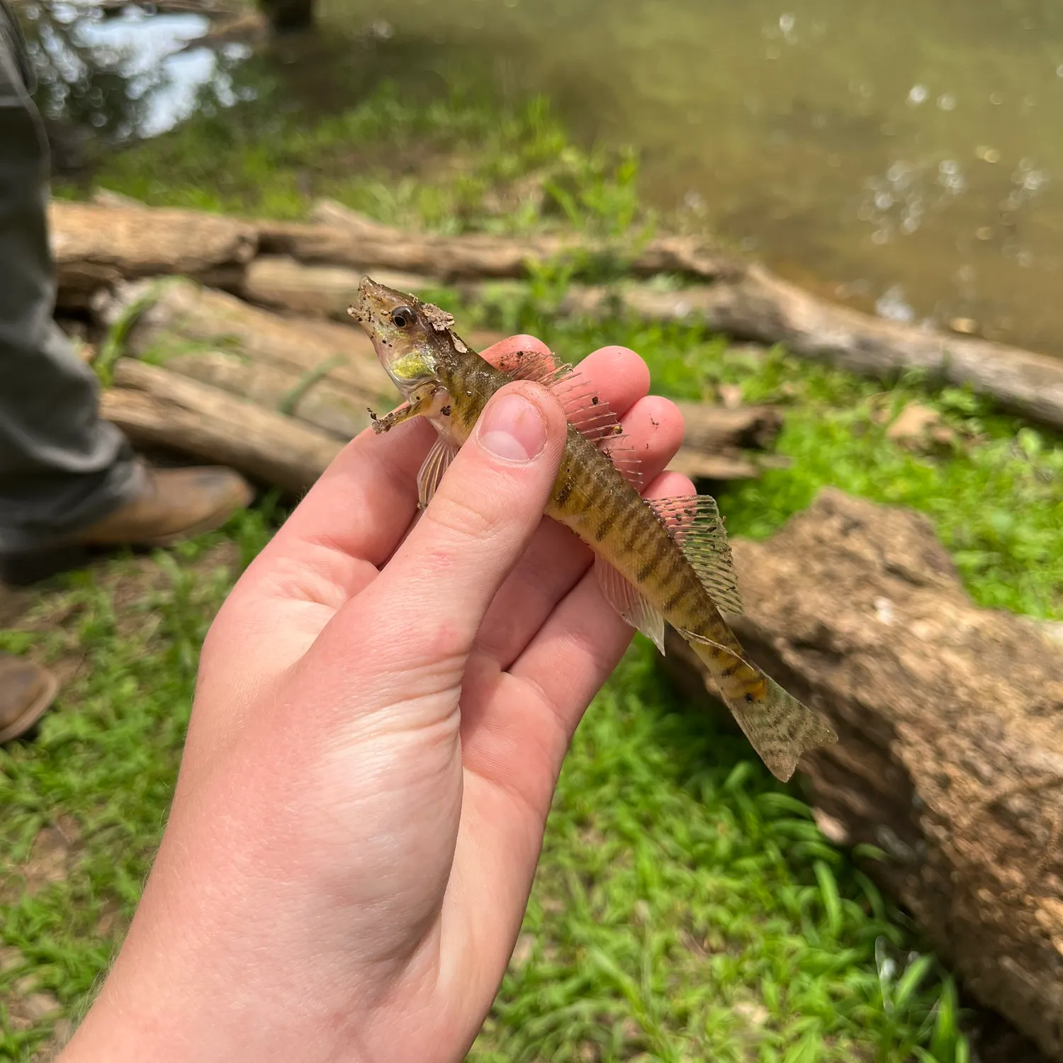 Yellow perch caught on Fishbrain