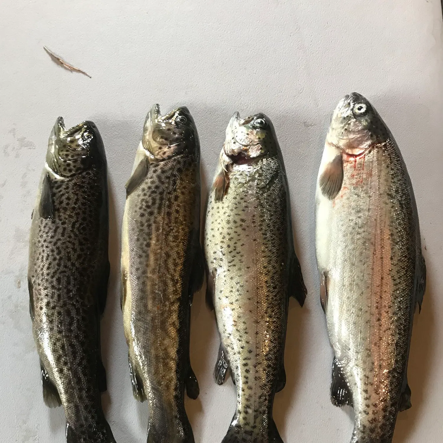 recently logged catches