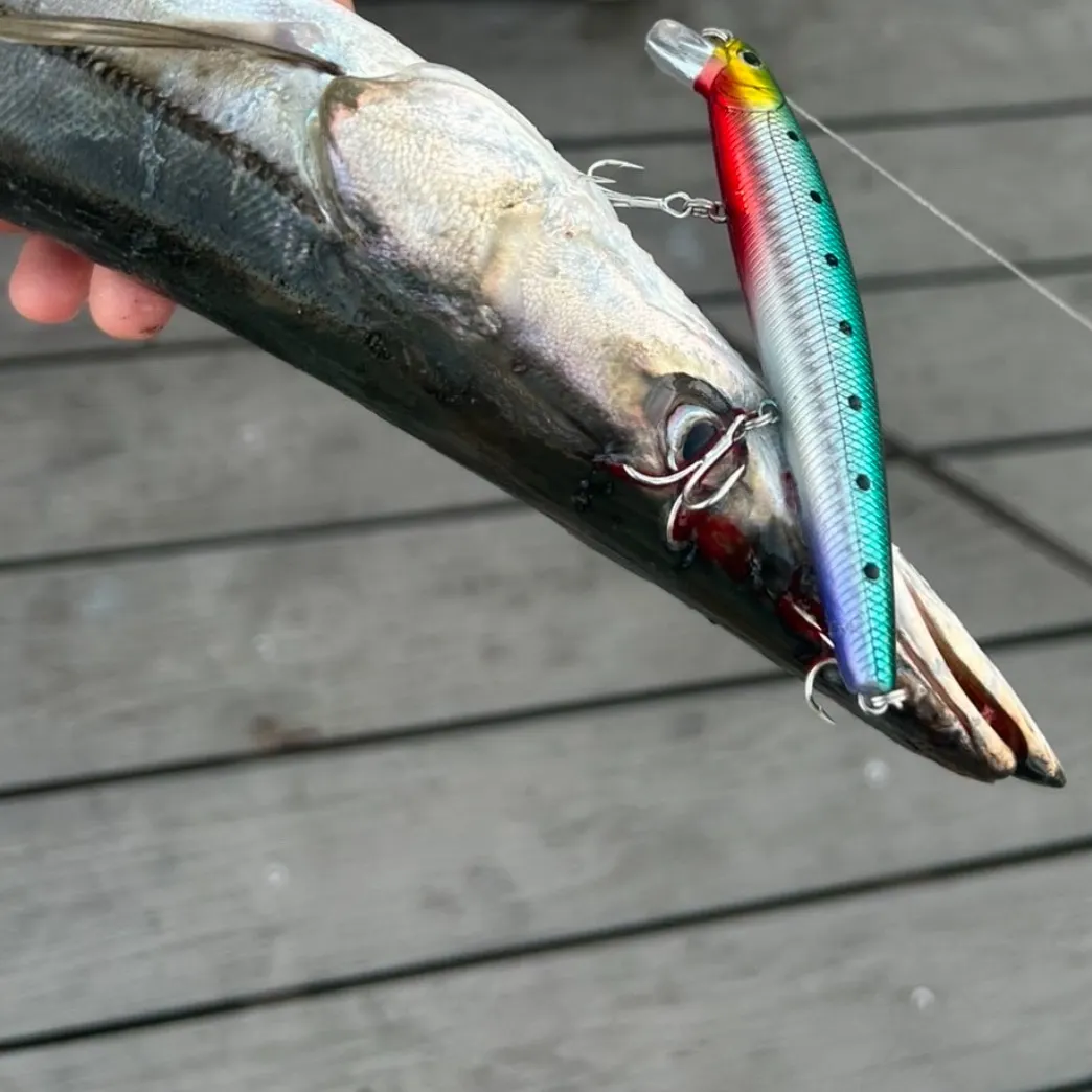 The most recent Pacific barracuda catches on Fishbrain