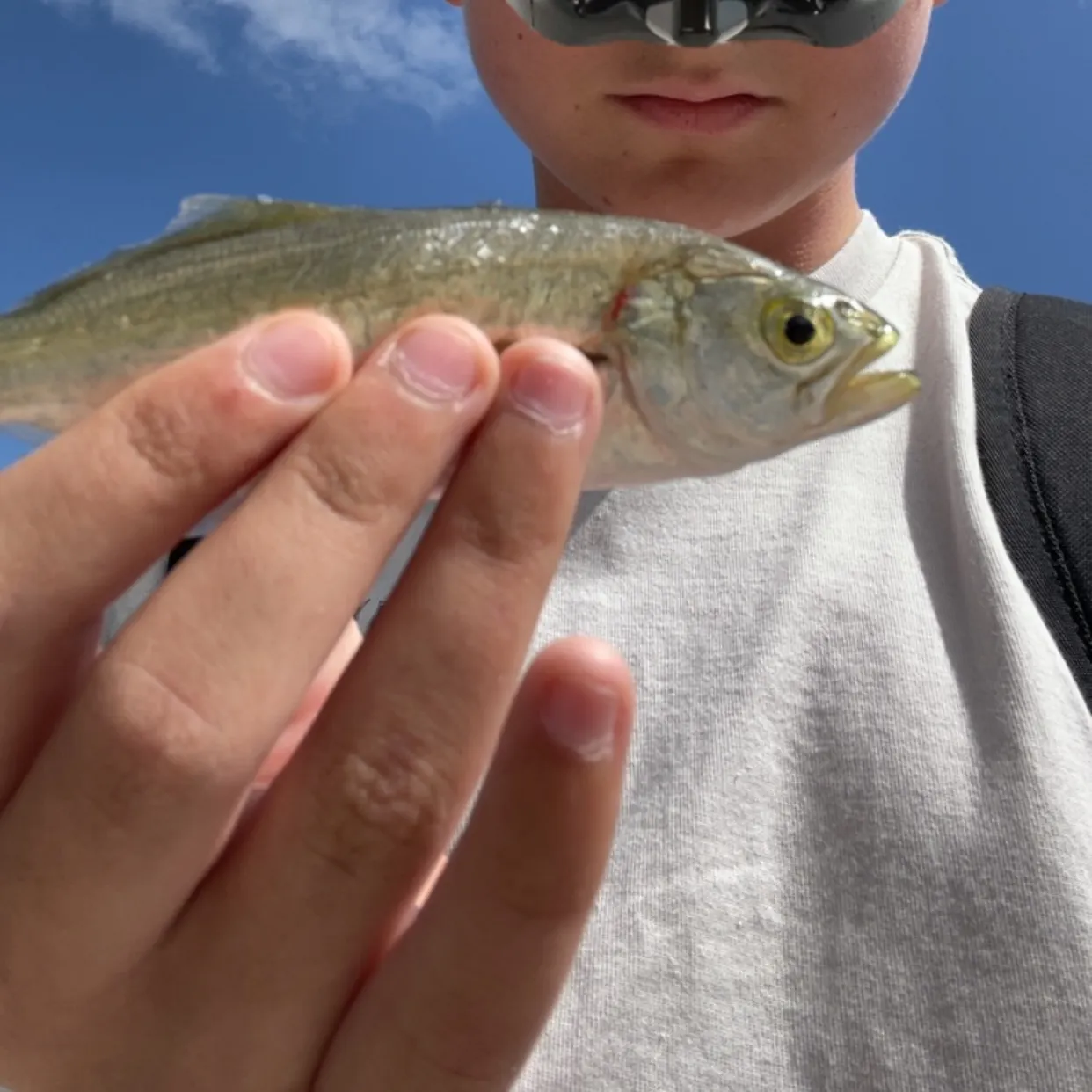 The most recent Bluefish catches on Fishbrain