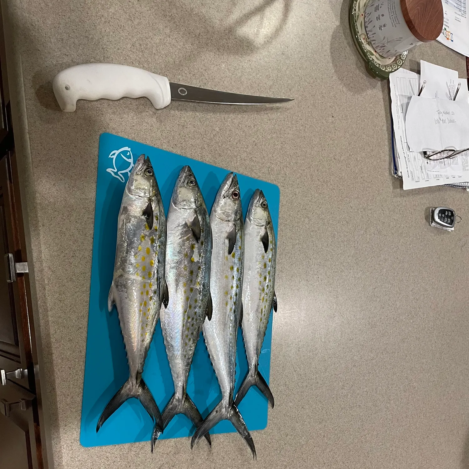 The most recent Spanish mackerel catches on Fishbrain