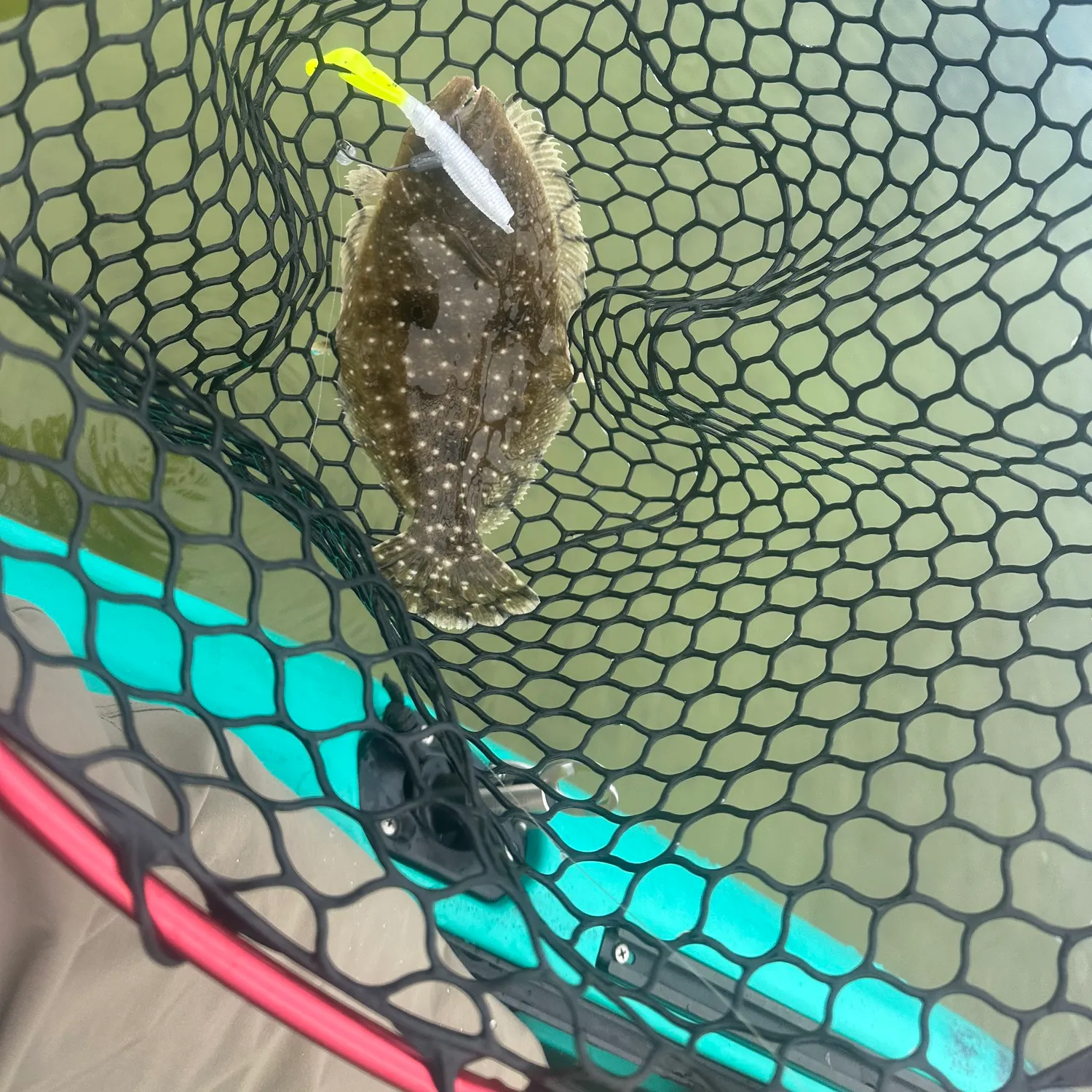 The most recent Gulf flounder catches on Fishbrain