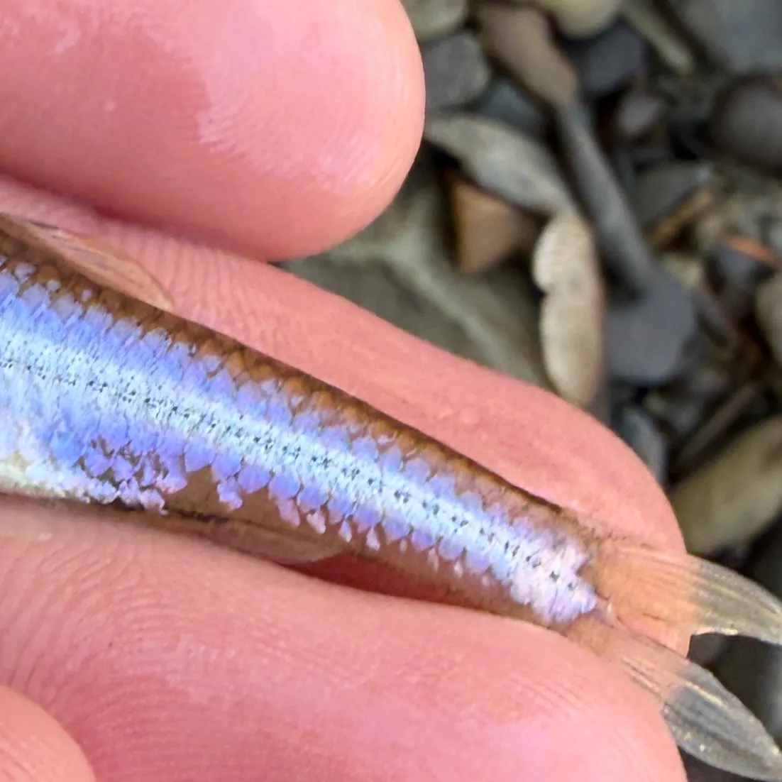 The most recent Rosyface shiner catches on Fishbrain