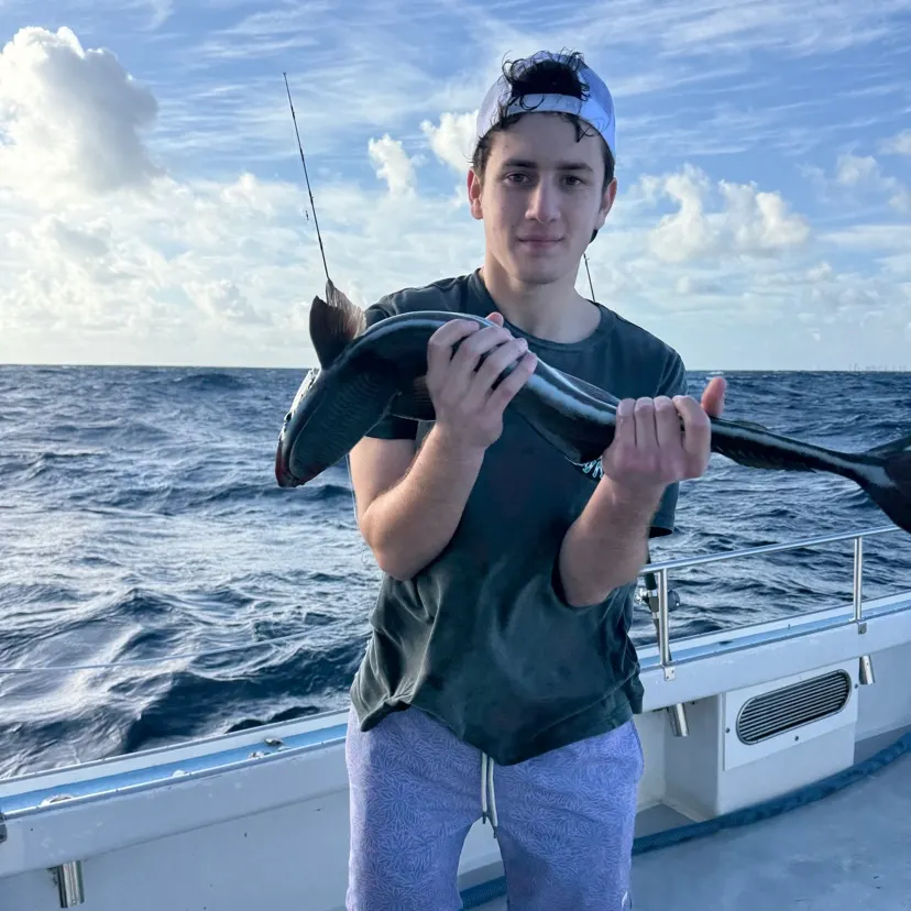 The most recent Common remora catches on Fishbrain