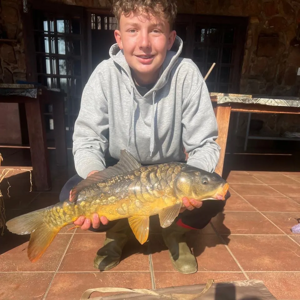 Mirror carp caught on Fishbrain