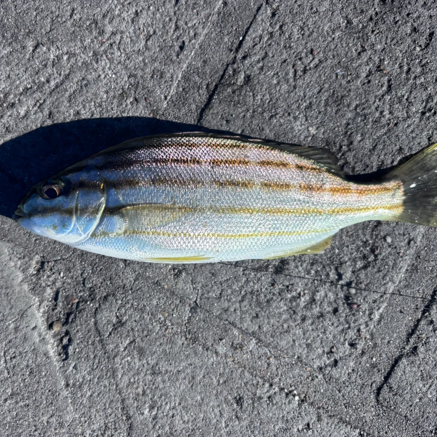 Four-lined Grunter caught on Fishbrain