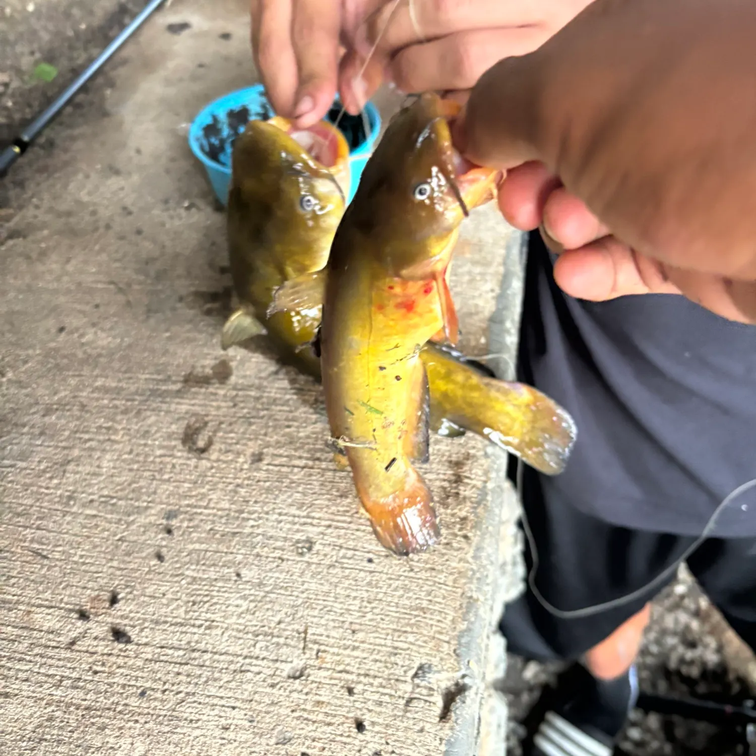 catch