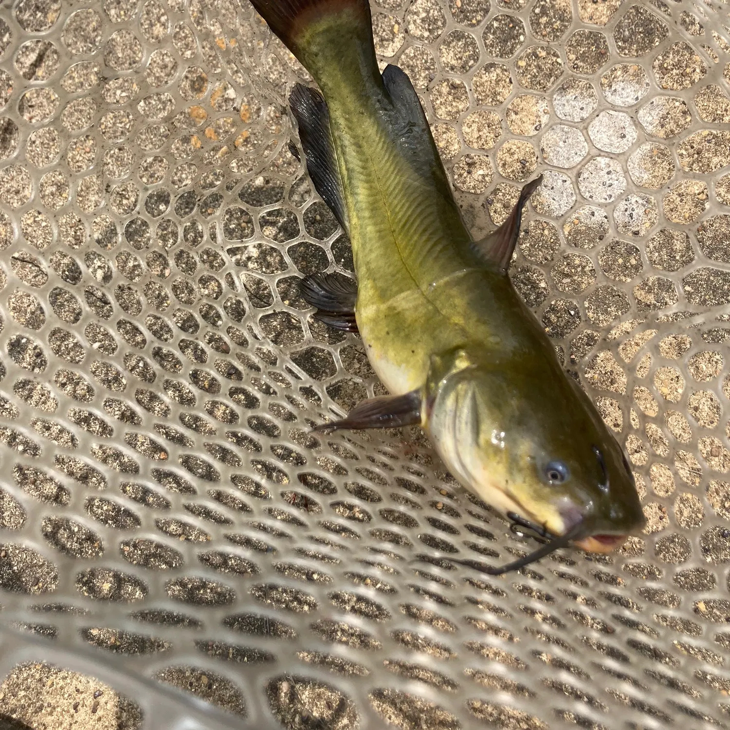 Black bullhead caught on Fishbrain