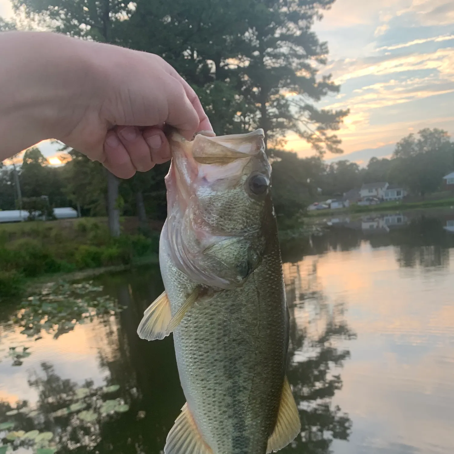 Fish caught on Fishbrain