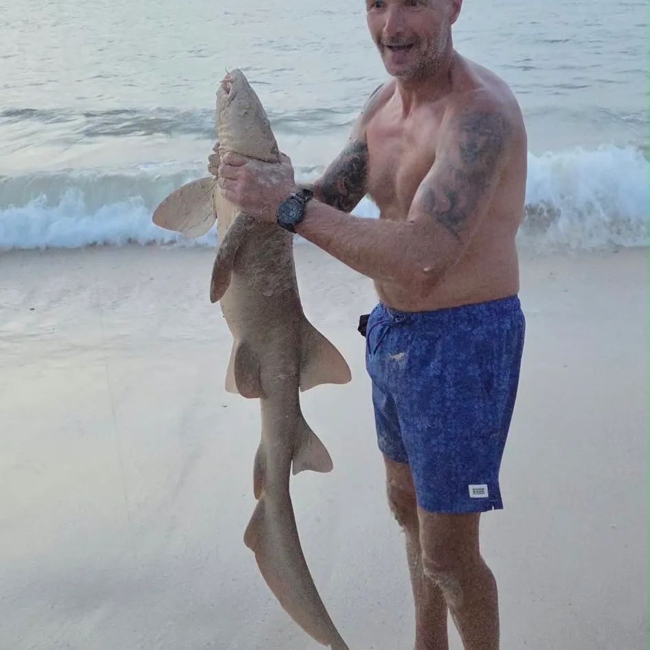 The most recent Nurse shark catches on Fishbrain