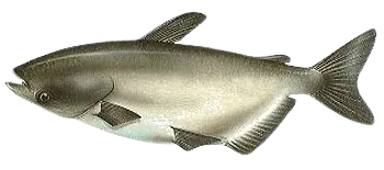 Mekong giant catfish