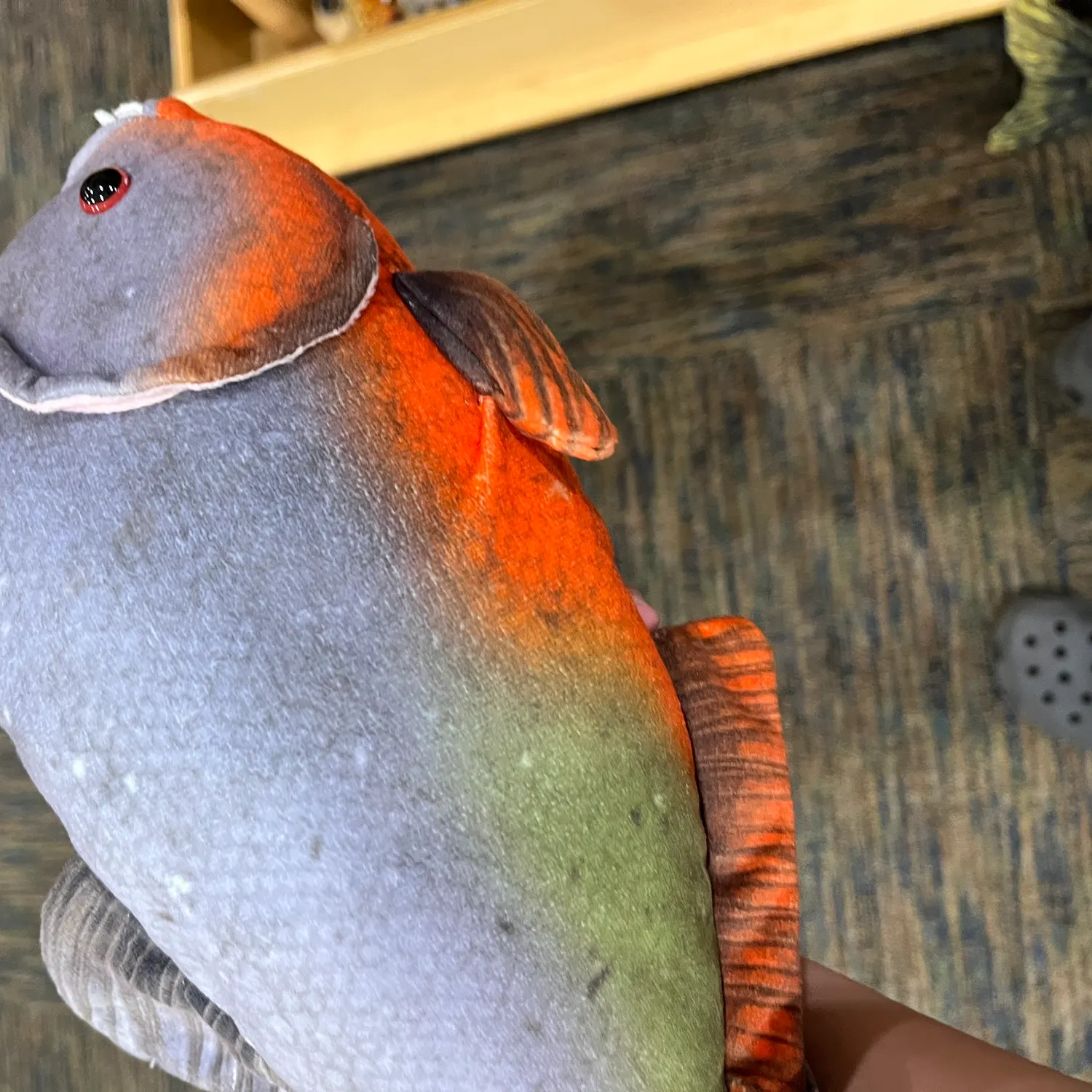 The most recent Red-bellied piranha catches on Fishbrain