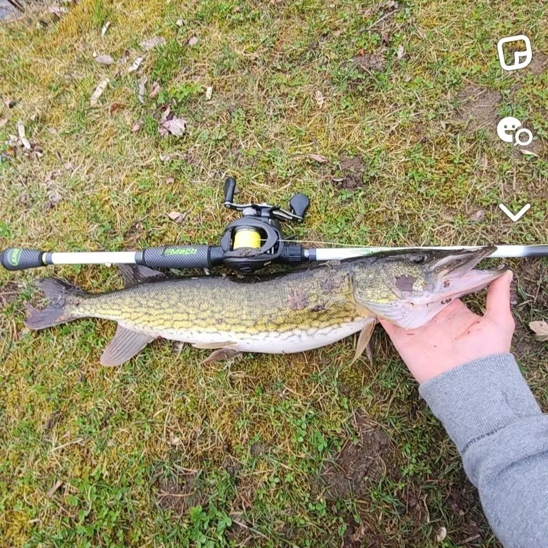The most recent Chain pickerel catches on Fishbrain