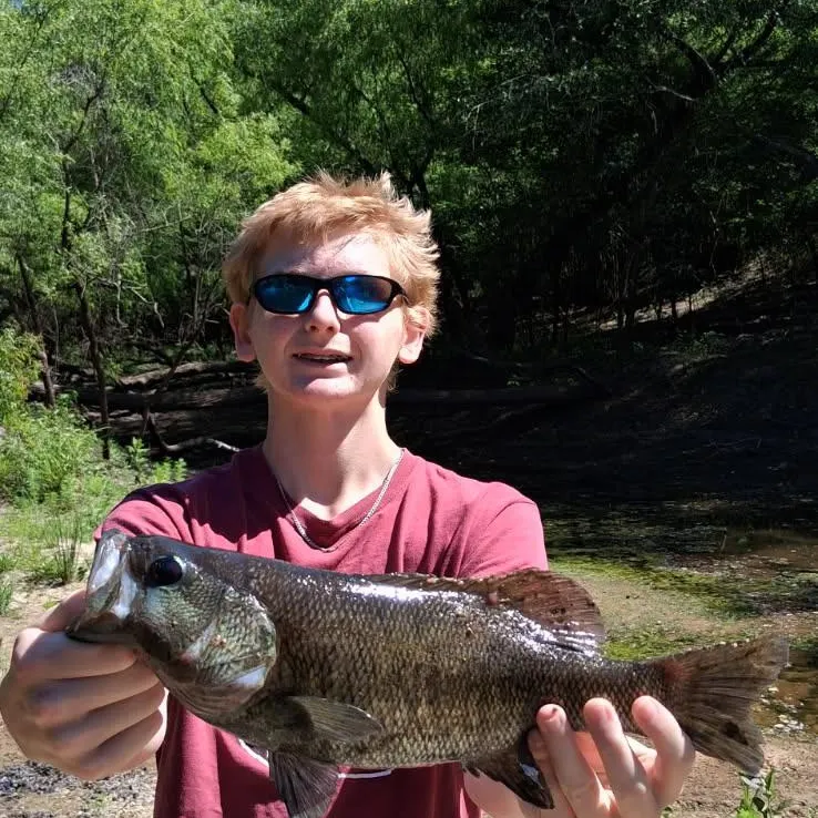 The most recent Shoal bass catches on Fishbrain