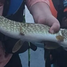 Northern pike caught on Fishbrain