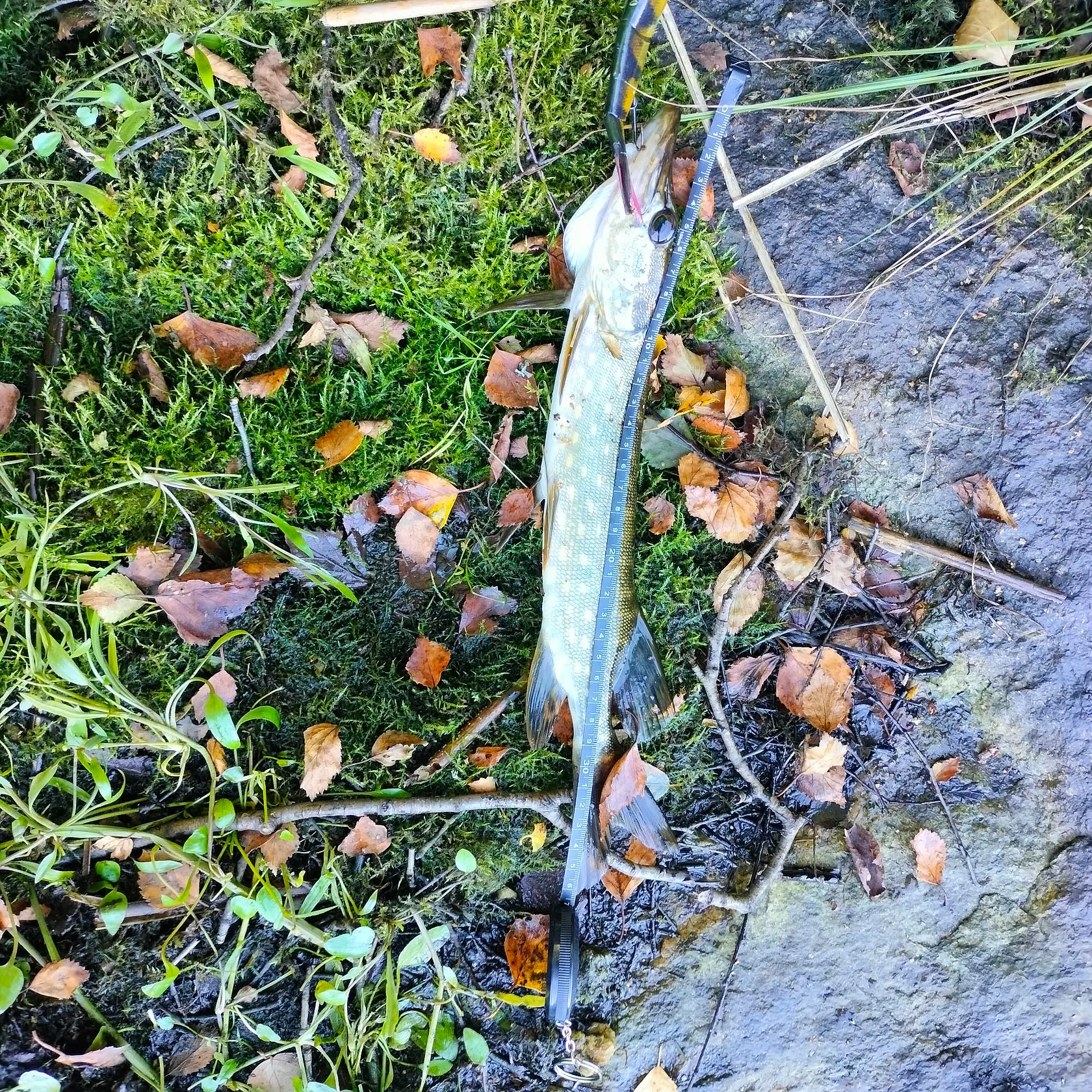 Northern pike caught on Fishbrain