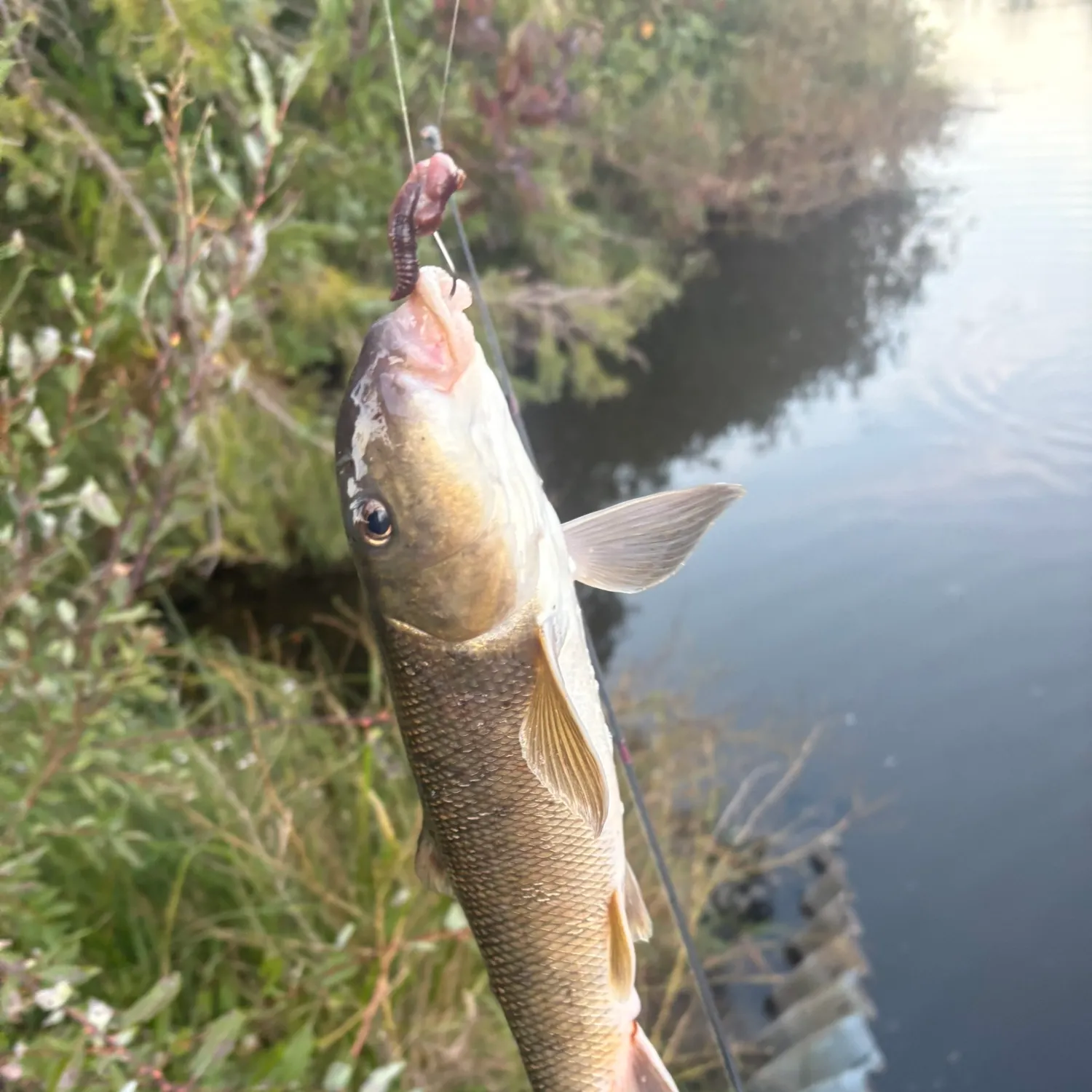 The most recent White sucker catches on Fishbrain
