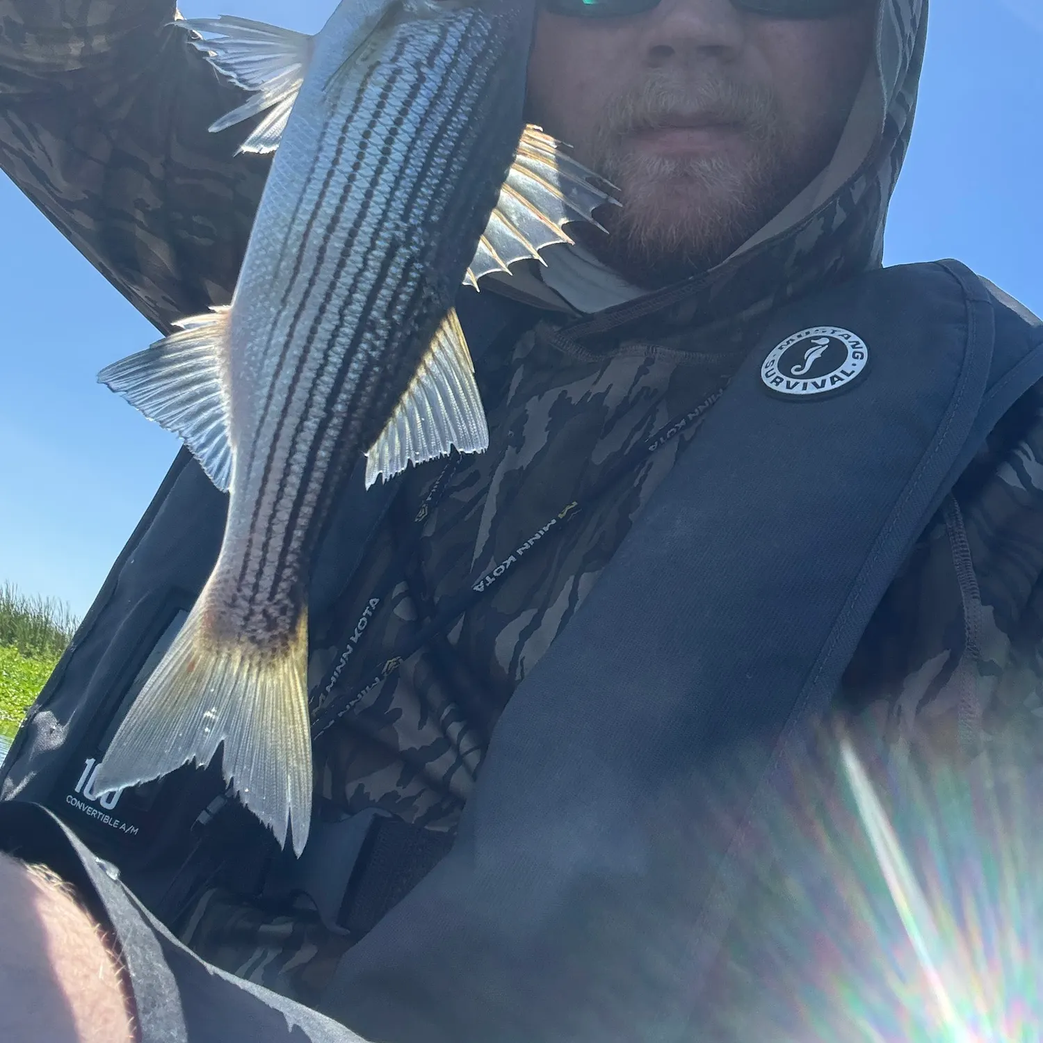 Striped bass caught on Fishbrain
