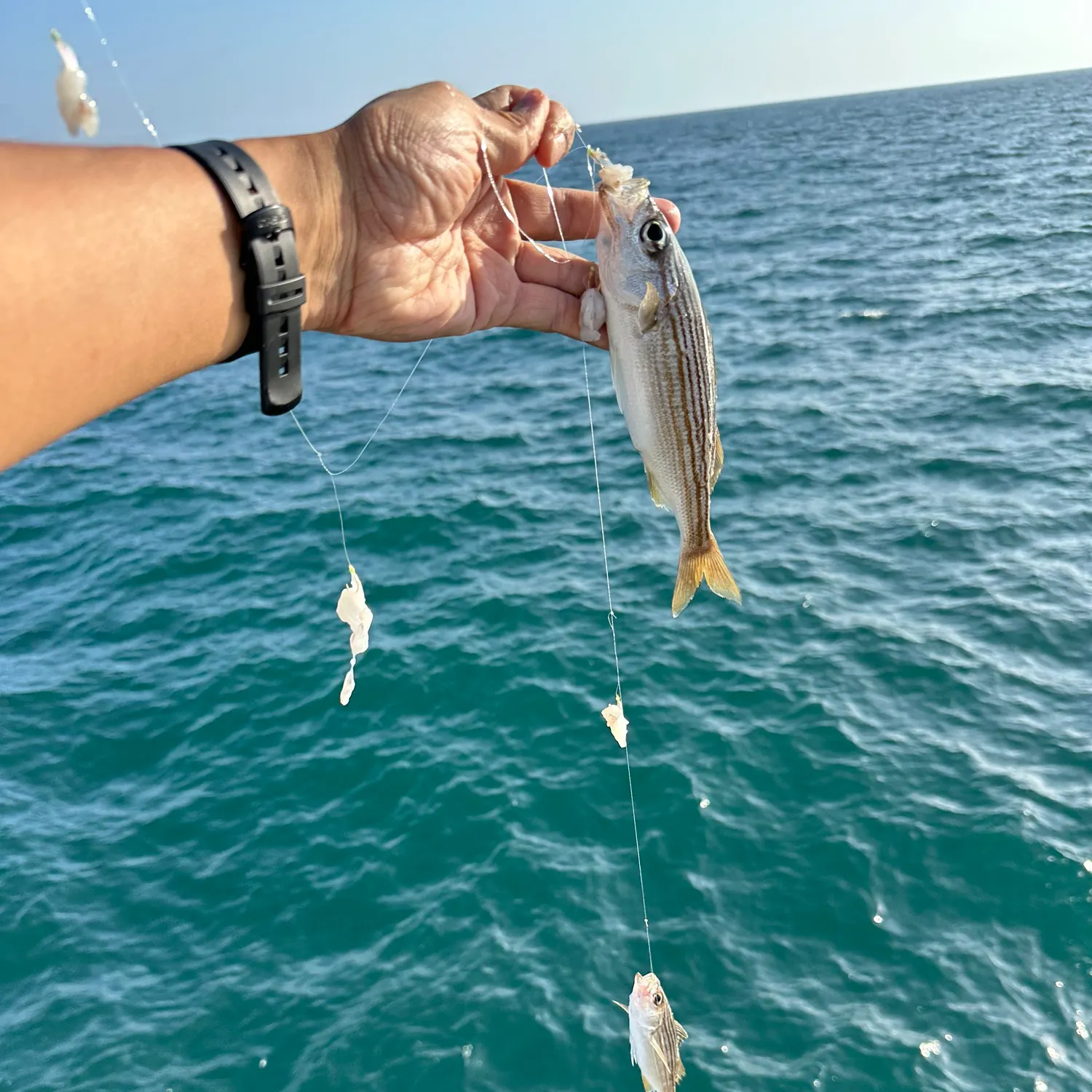 The most recent Californian salema catches on Fishbrain