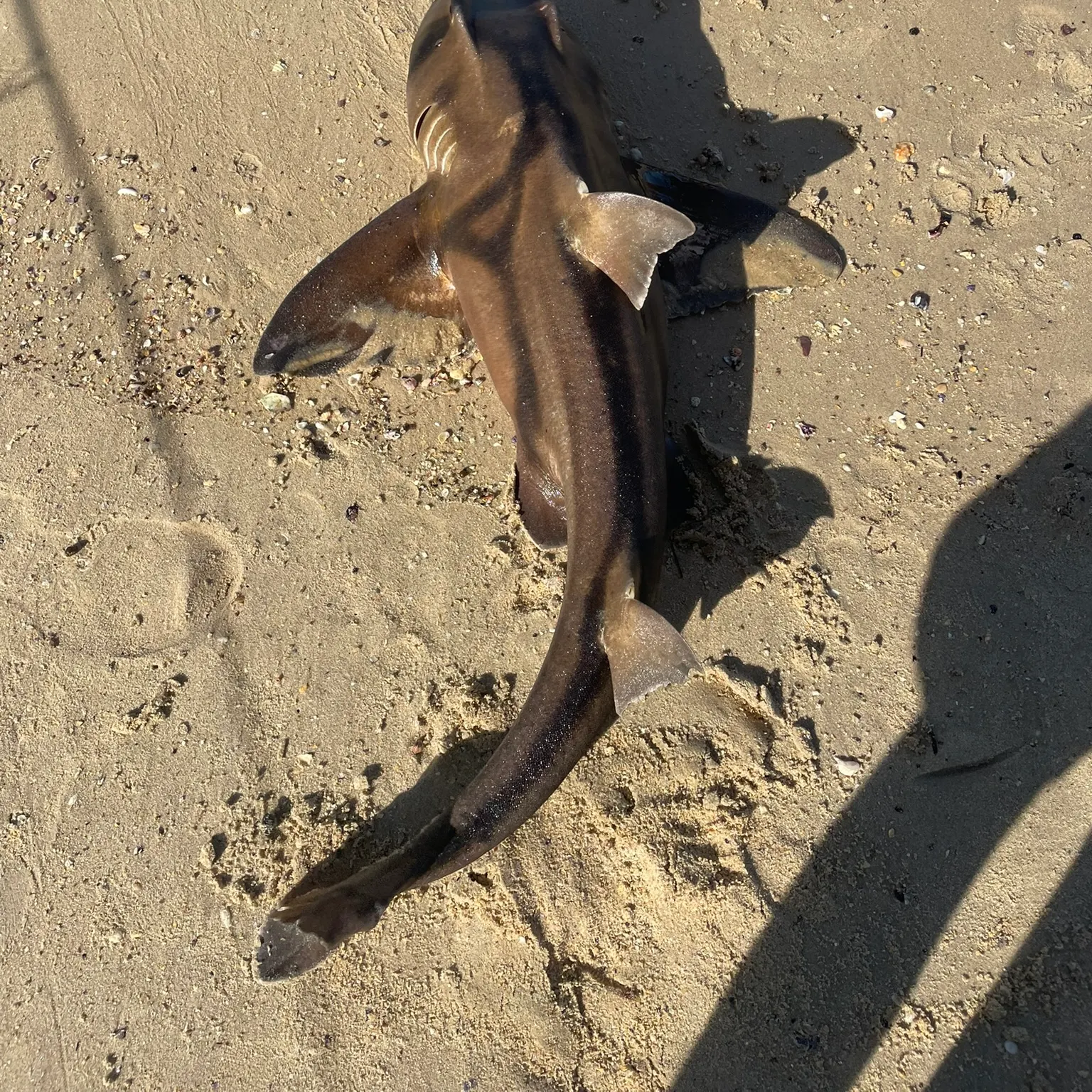 The most recent Port Jackson shark catches on Fishbrain