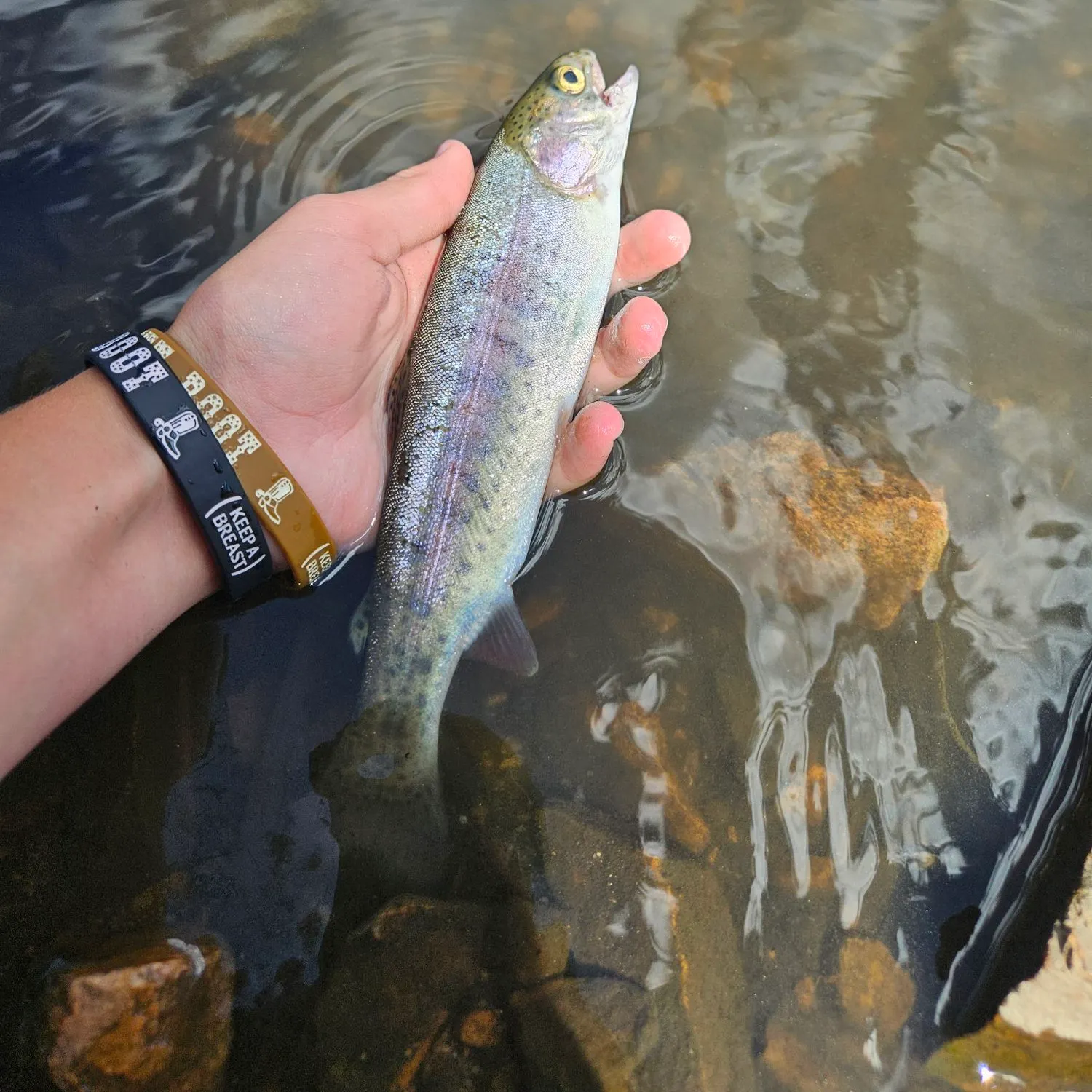 Rainbow trout caught on Fishbrain