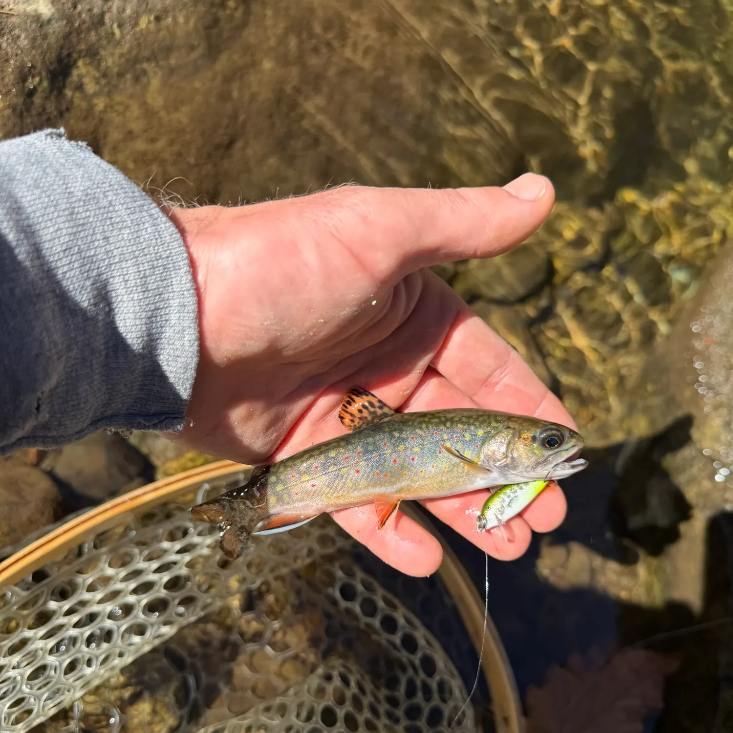Brook trout caught on Fishbrain