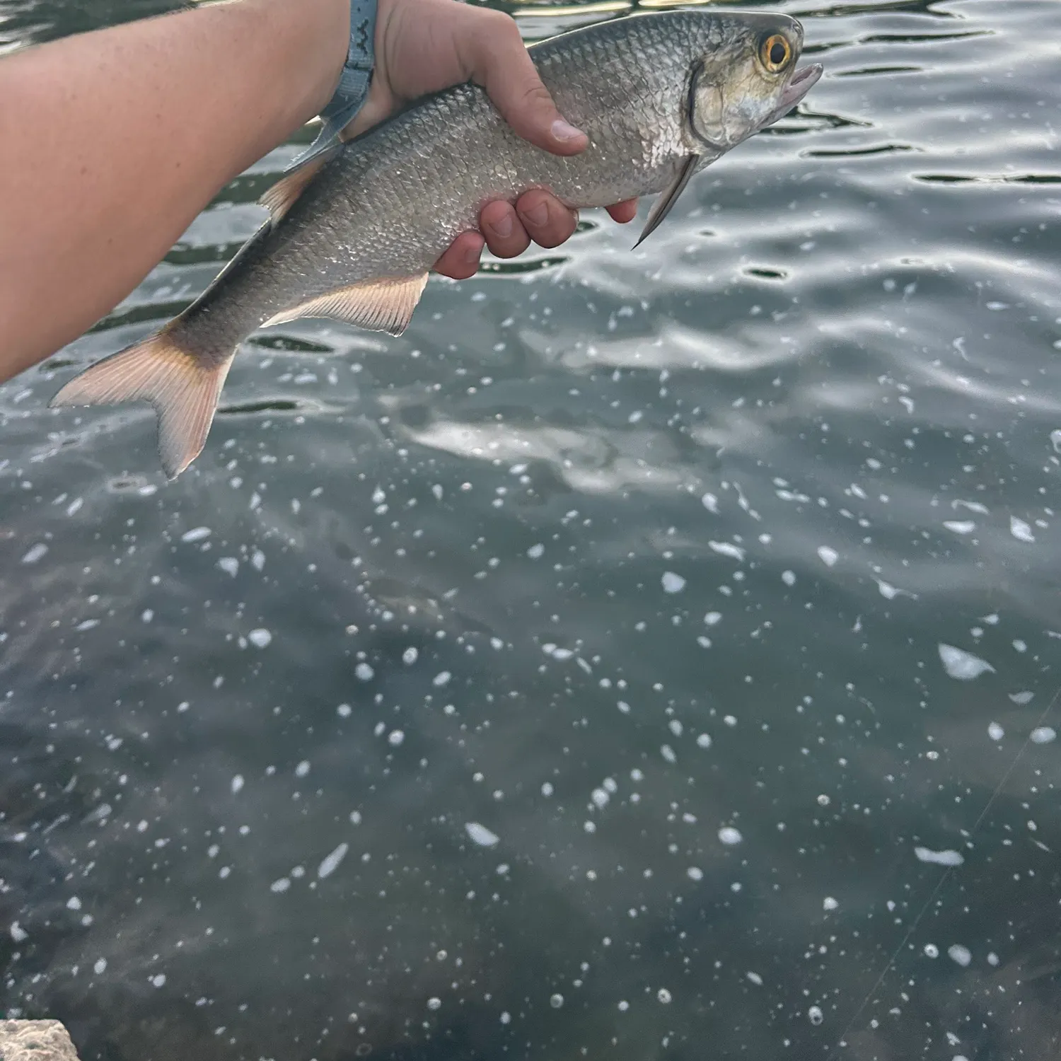 The most recent Goldeye catches on Fishbrain