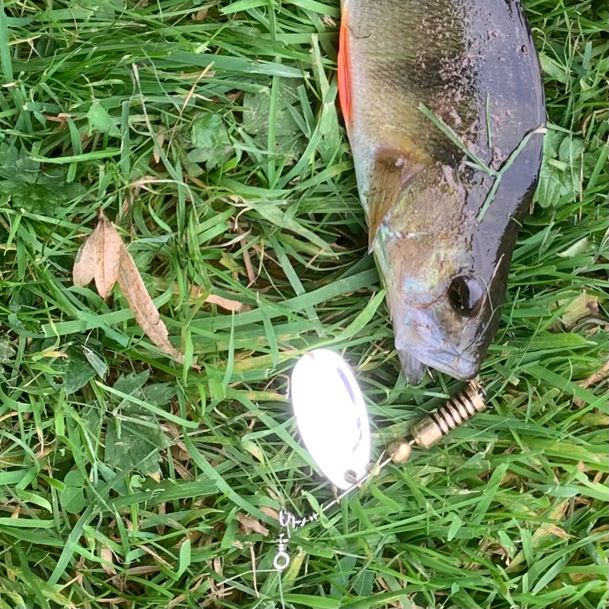 European perch caught on Fishbrain