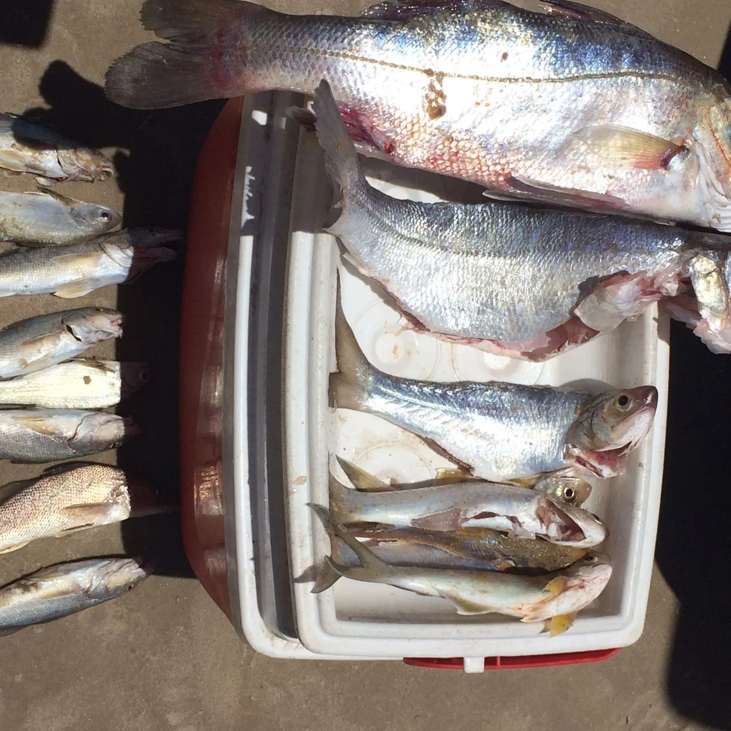 recently logged catches