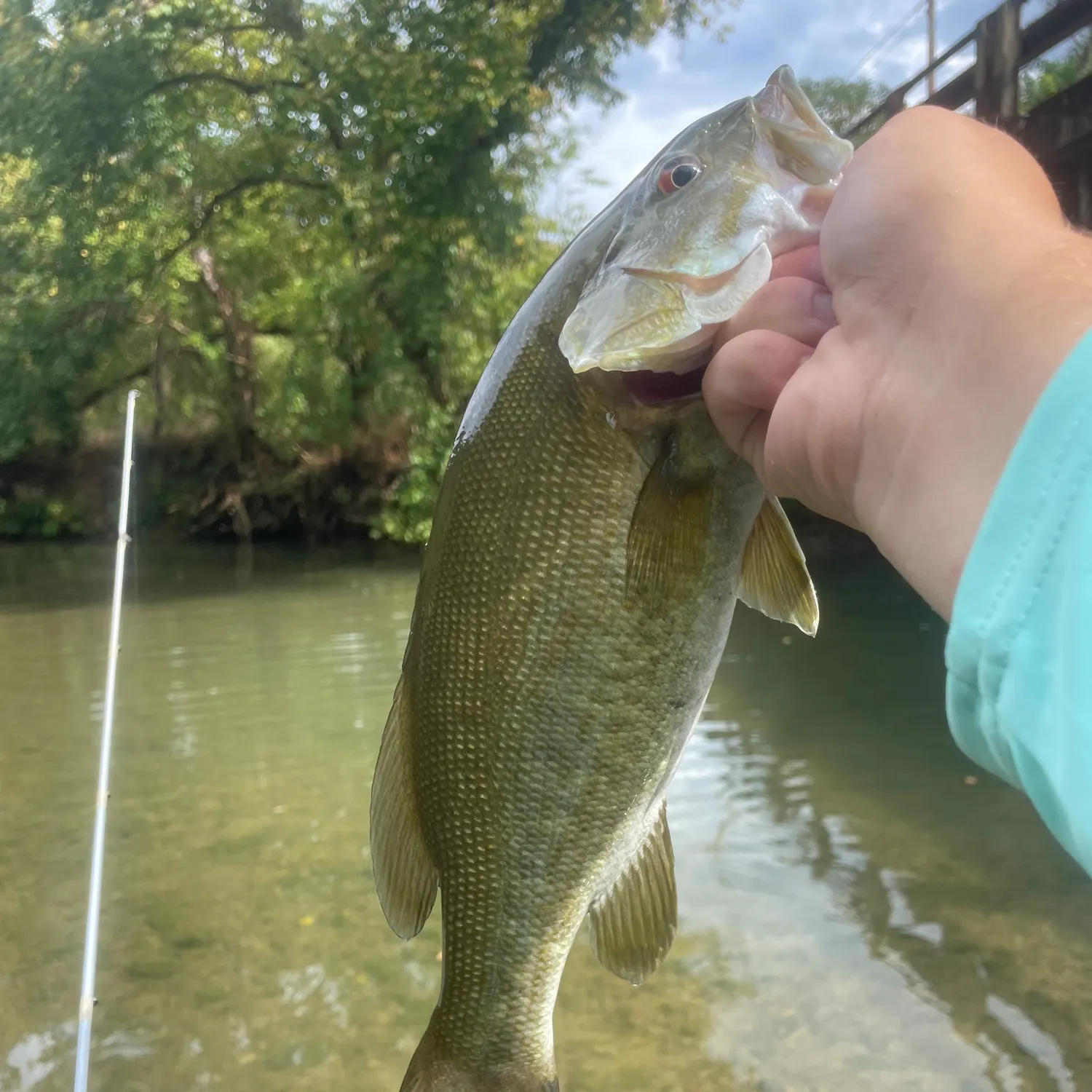 Smallmouth bass caught on Fishbrain