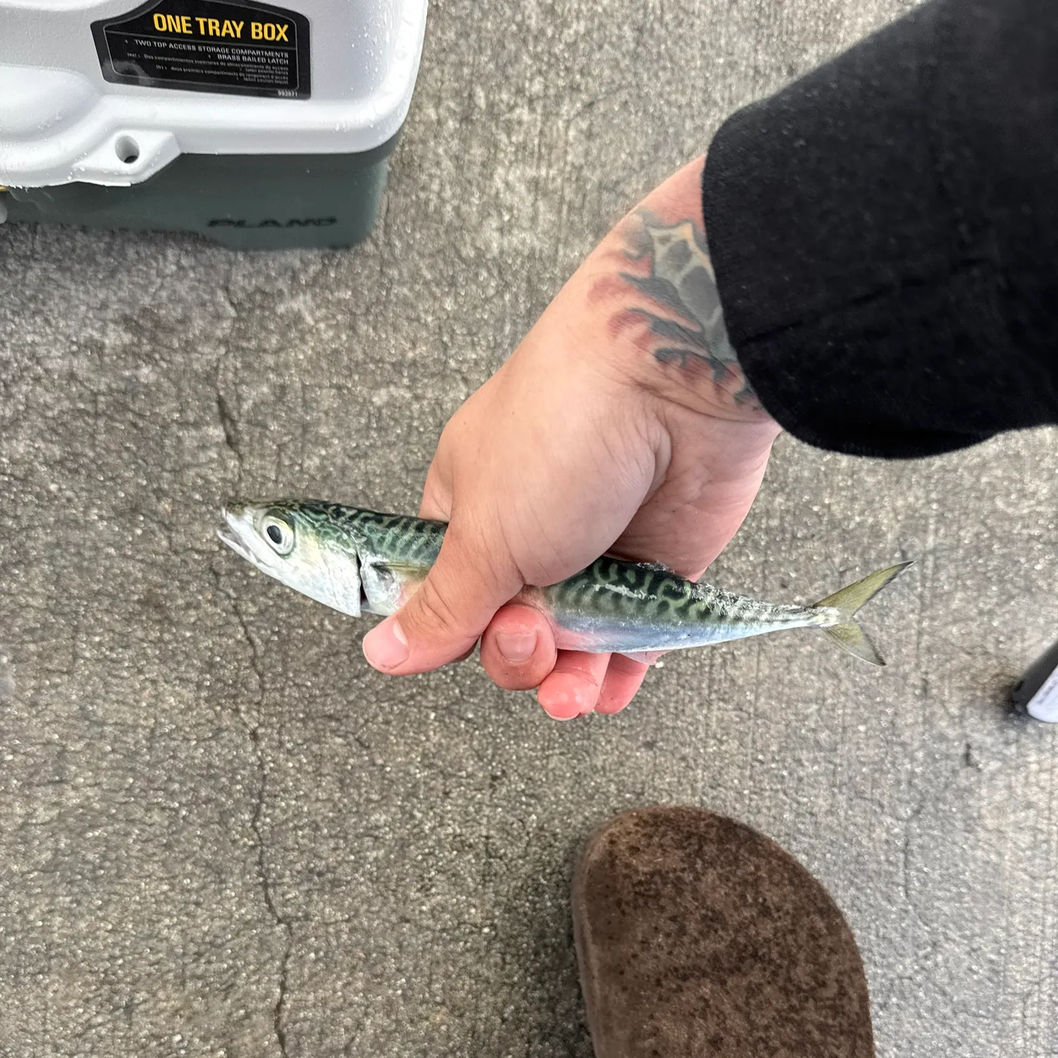 The most recent Pacific chub mackerel catches on Fishbrain