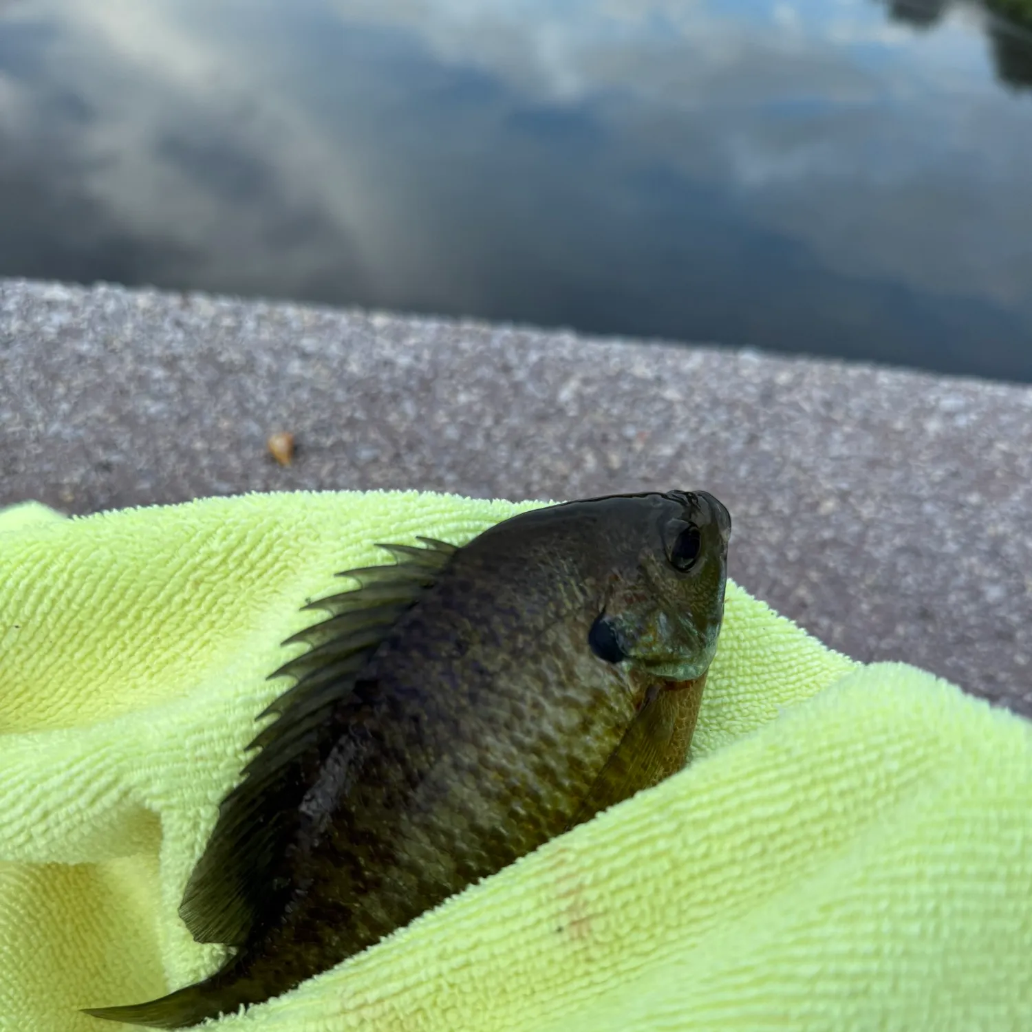 Bluegill caught on Fishbrain