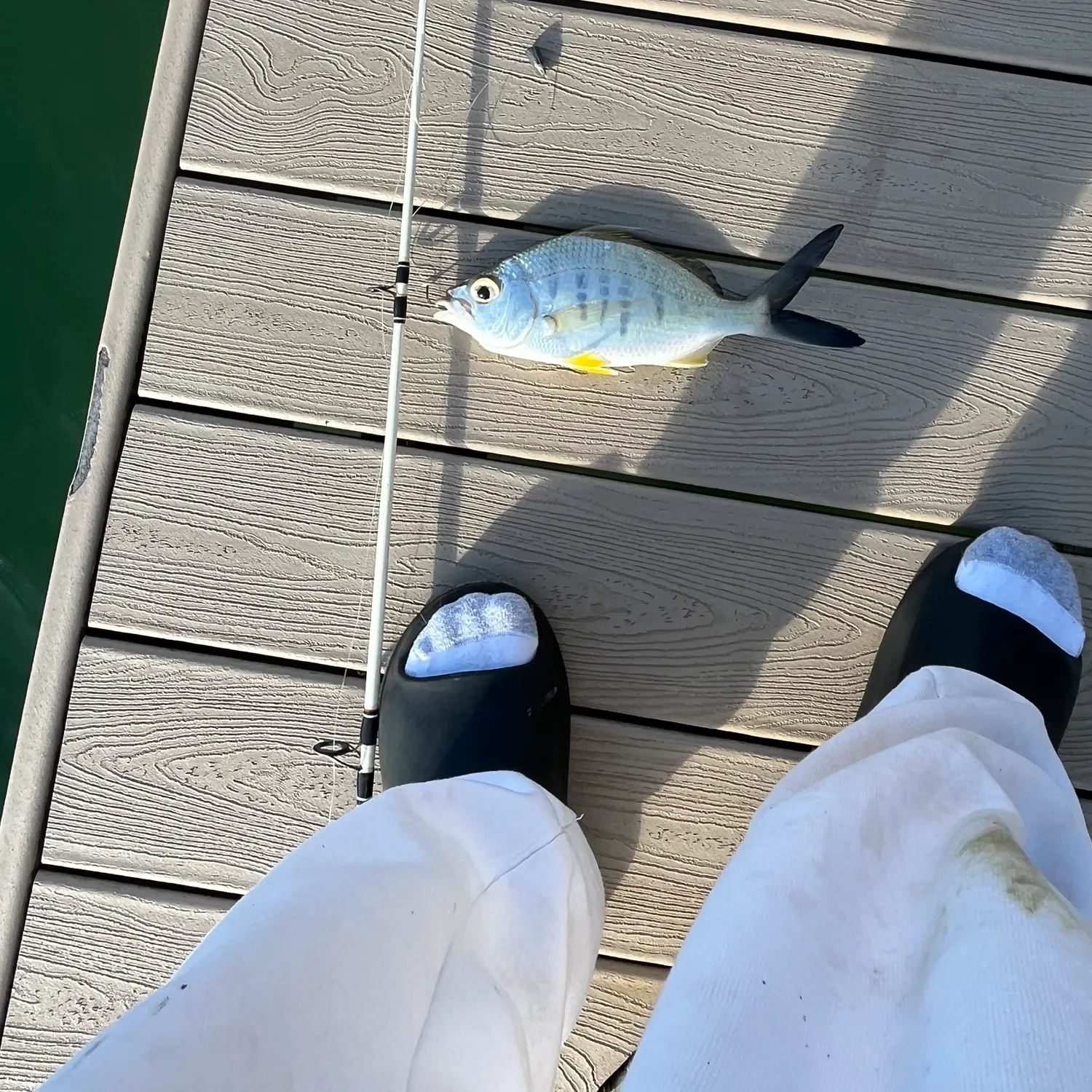 The most recent Palometa catches on Fishbrain
