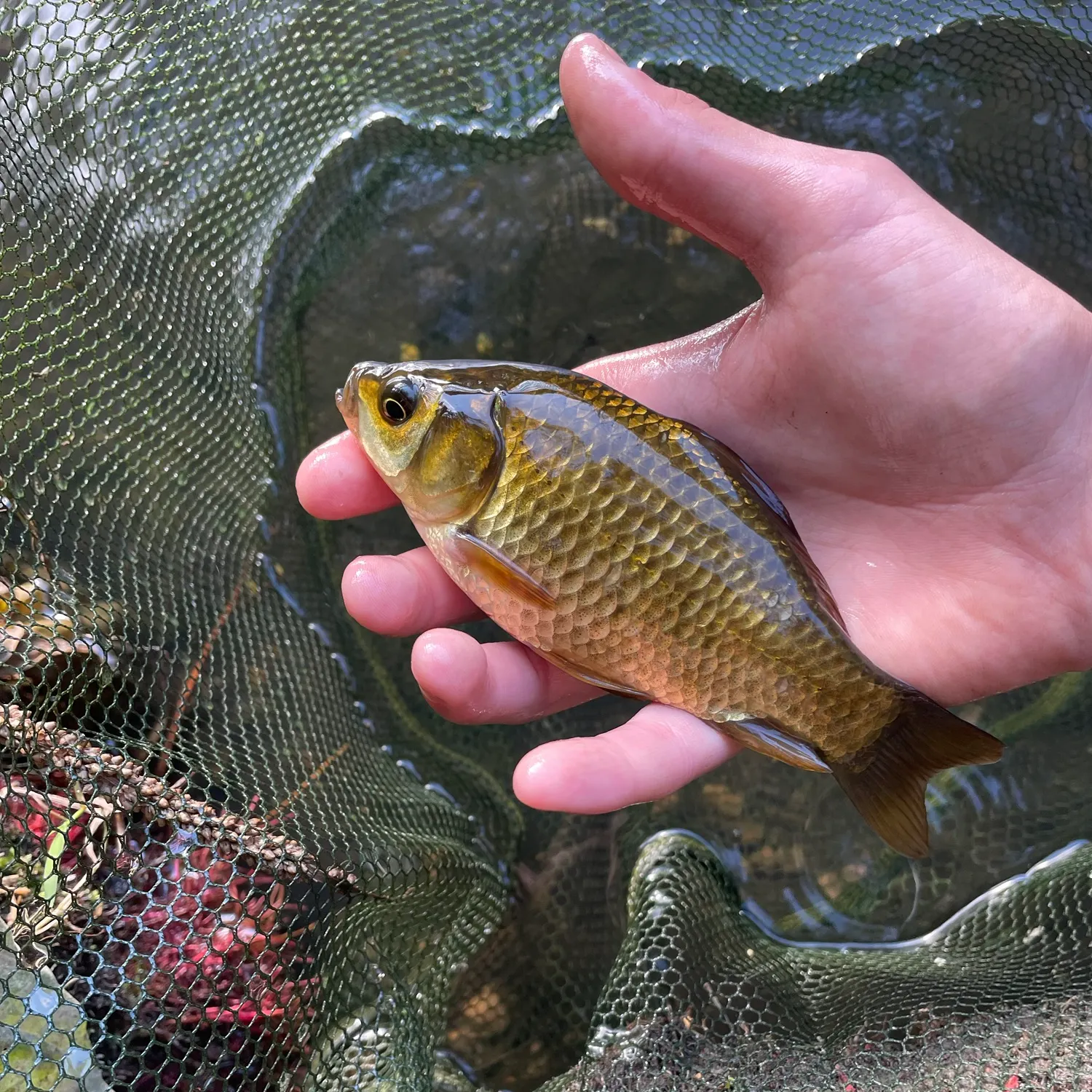 Crucian carp caught on Fishbrain